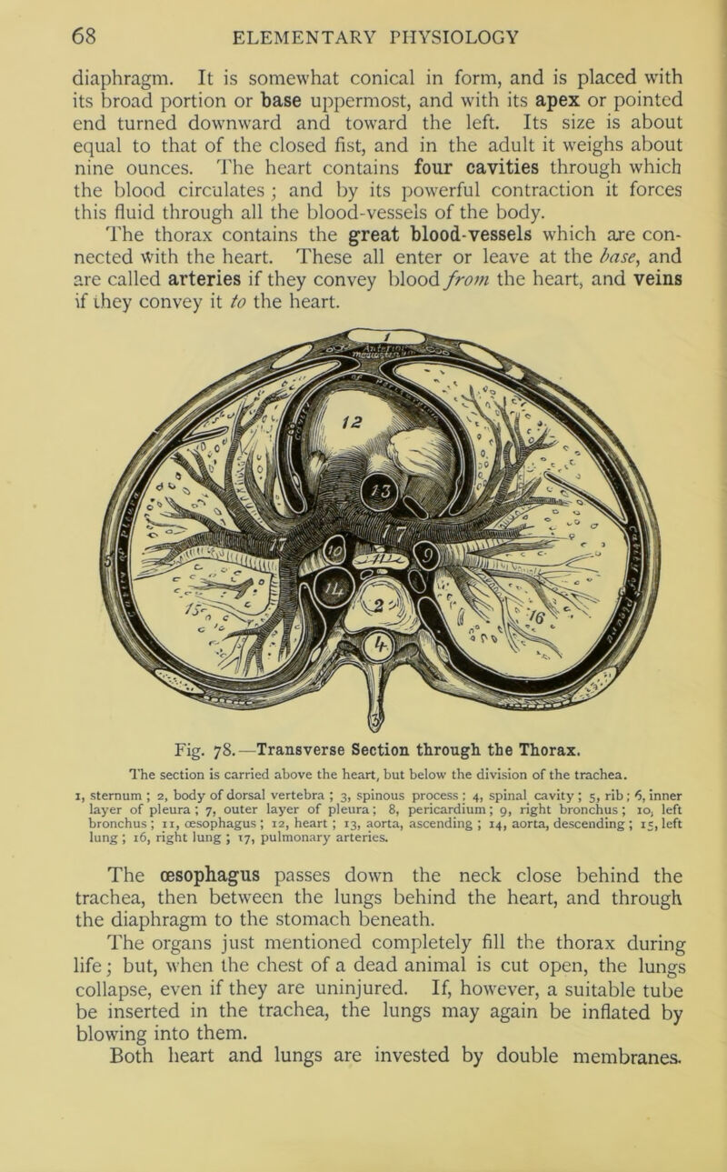 diaphragm. It is somewhat conical in form, and is placed wdth its broad portion or base uppermost, and with its apex or pointed end turned downward and toward the left. Its size is about equal to that of the closed fist, and in the adult it weighs about nine ounces. The heart contains four cavities through which the blood circulates ; and by its powerful contraction it forces this fluid through all the blood-vessels of the body. The thorax contains the great blood-vessels wTich are con- nected with the heart. These all enter or leave at the base, and are called arteries if they convey blood from the heart, and veins if ihey convey it to the heart. The section is carried above the heart, but below the division of the trachea. I, sternum ; 2, body of dorsal vertebra ; 3, spinous process : 4, spinal cavity ; 5, rib; 6, inner layer of pleura ; 7, outer layer of pleura; 8, pericardium; 9, right bronchus ; 10, left bronchus ; ii, cesophagus ; 12, heart; 13, aorta, ascending ; 14, aorta, descending ; 15, left lung ; i6, right lung ; 17, pulmonary arteries. The oesophagus passes down the neck close behind the trachea, then betw'een the lungs behind the heart, and through the diaphragm to the stomach beneath. The organs just mentioned completely fill the thorax during life; but, when the chest of a dead animal is cut open, the lungs collapse, even if they are uninjured. If, however, a suitable tube be inserted in the trachea, the lungs may again be inflated by blowing into them. Both heart and lungs are invested by double membranes.