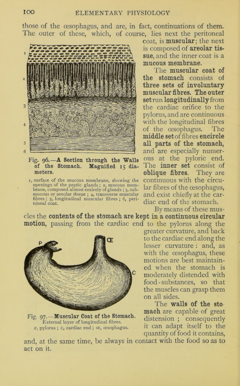 those of the oesophagus, and are, in fact, continuations of them. The outer of these, which, of course, lies next the peritoneal coat, is muscular; the next is composed of areolar tis- sue, and the inner coat is a mucous membrane. 'I'he muscular coat of the stomach consists of three sets of involuntary muscular fibres. The outer set run longitudinally from the cardiac orifice to the pylorus, and are continuous with the longitudinal fibres of the oesophagus. The middle set of fibres encircle all parts of the stomach, and are especially numer- Fig. 96.—A Section through the Walls pyloric end. of the Stomach. Magnified 15 dia- The inner set consist of meters. oblique fibres. They are I, surface of the mucous membrane, showing the COntinUOUS with the cirCU- openings of the peptic glands ; 2, mucous mem- i r>f rpcnnlno-iic brane, composed almost entirely of glands ; 3, sub- II OrCS OI lUe OcSOpnagUS, mucous or areolar tissue ; 4, transverse muscular and exist chiefly at the Car- fibres ; 5, longitudinal muscular fibres : 6, peri- • j c . 1 , 1 toneal coat. diac end of the Stomach. By means of these mus- cles the contents of the stomach are kept in a continuous circular motion, passing from the cardiac end to the pylorus along the greater curvature, and back to the cardiac end along the lesser curvature : and, as with the oesophagus, these motions are best maintain- ed when the stomach is moderately distended wflth food - substances, so that the muscles can grasp them on all sides. The walls of the sto mach are capable of great distension ; consequently it can adapt itself to the quantity of food it contains, and, at the same time, be always in contact with the food so as to Fig. 97.—Muscular Coat of the Stomach. External layer of longitudinal fibres, p, pylorus ; c, cardiac end ; ce, oesophagus. act on it.