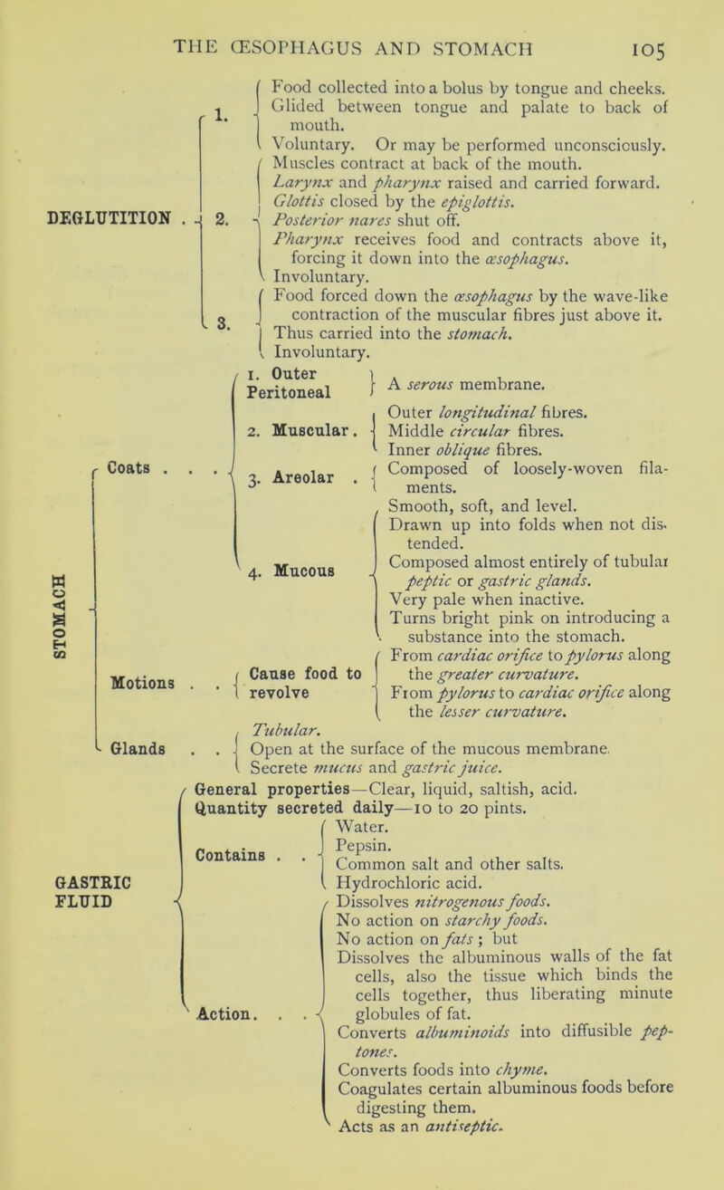 STOMACH DEGLUTITION . ^ Coats . Motions ^ Glands GASTRIC FLUID ■< r 1. 2. i 3. Food collected into a bolus by tongue and cheeks. Glided between tongue and palate to back of mouth. , Voluntary. Or may be performed unconsciously. / Muscles contract at back of the mouth. I Larynx and pharynx raised and carried forward. j Glottis closed by the epiglottis. Posterior 7tares shut off. Pharynx receives food and contracts above it, forcing it down into the oesophagus. Involuntary. Food forced down the oesophagus by the wave-like contraction of the muscular fibres just above it. Thus carried into the sto/nach. . Involuntary. I. Outer Peritoneal I A serous membrane. 3. Areolar . | Mucous Outer longitudinal fibres. 2. Muscular. Middle circular fibres. Inner oblique fibres. Composed of loosely-woven fila- ments. Smooth, soft, and level. Drawn up into folds when not dis. tended. Composed almost entirely of tubular peptic or gastric glands. Very pale when inactive. Turns bright pink on introducing a substance into the stomach. ' From cardiac orifice io pylorus along Cause food to the greater ctirvature. revolve ' Yiom pylorus io cardiac orifice the lesser curvature. Tubular. Open at the surface of the mucous membrane. Secrete mucus and gastric juice. General properties—Clear, liquid, saltish, acid. Quantity secreted daily—10 to 20 pints. Water. Pepsin. Common salt and other salts. Hydrochloric acid. / Dissolves nitrogenous foods. No action on starchy foods. No action on fats ; but Dissolves the albuminous walls of the fat cells, also the tissue which binds the cells together, thus liberating minute globules of fat. Converts albuminoids into diffusible pep- tones. Converts foods into chyme. Coagulates certain albuminous foods before digesting them. Acts as an antiseptic. Contains Action.