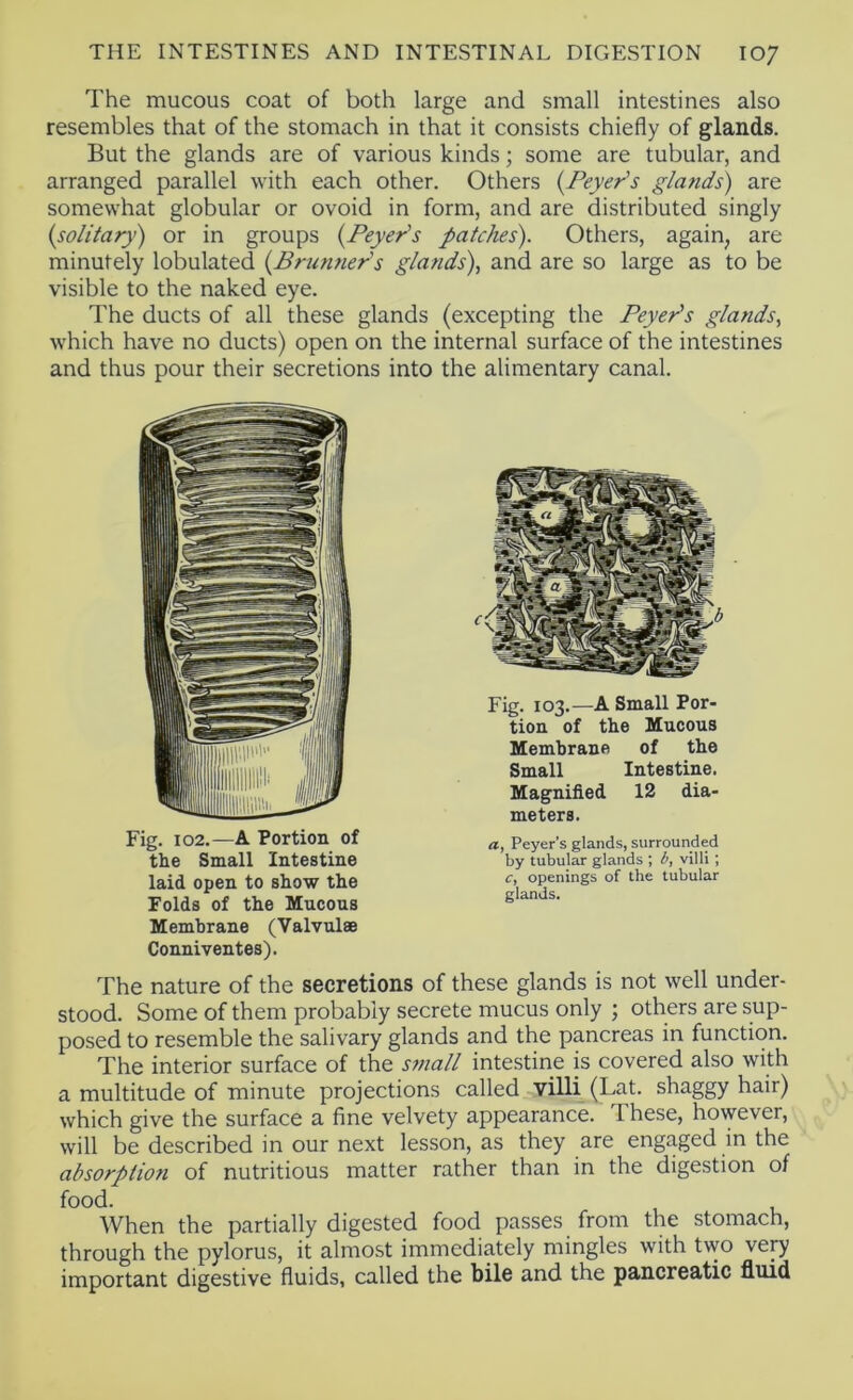 The mucous coat of both large and small intestines also resembles that of the stomach in that it consists chiefly of glands. But the glands are of various kinds; some are tubular, and arranged parallel with each other. Others glands) are somewhat globular or ovoid in form, and are distributed singly {solitary) or in groups {Peyer's patches). Others, again, are minutely lobulated {Brunner's gla?ids), and are so large as to be visible to the naked eye. The ducts of all these glands (excepting the Peyer's glands.^ which have no ducts) open on the internal surface of the intestines and thus pour their secretions into the alimentary canal. Fig. 102.—A Portion of the Small Intestine laid open to show the Folds of the Mucous Membrane (Valvul® Conniventes). Fig. 103.—A Small Por- tion of the Mucous Membrane of the Small Intestine. Magnified 12 dia- meters. a, Peyer’s glands, surrounded by tubular glands ; b, villi; c, openings of the tubular glands. The nature of the secretions of these glands is not well under- stood. Some of them probably secrete mucus only ; others are sup- posed to resemble the salivary glands and the pancreas in function. The interior surface of the sbnall intestine is covered also with a multitude of minute projections called villi (Lat. shaggy hair) which give the surface a fine velvety appearance. These, however, will be described in our next lesson, as they are engaged in the absorption of nutritious matter rather than in the digestion of food. When the partially digested food passes from the stomach, through the pylorus, it almost immediately mingles with two very important digestive fluids, called the bile and the pancreatic fluid