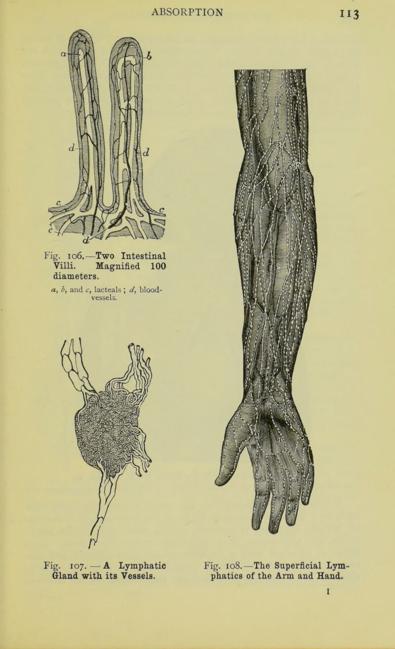 Fig. 106.—Two Intestinal Villi. Magnified 100 diameters. «, h, and c, lacteals ; d, blood- vessels. Fig. 107.—A Lymphatic Gland with its Vessels. Fig. 108.—The Superficial Lym phatics of the Arm and Hand. I