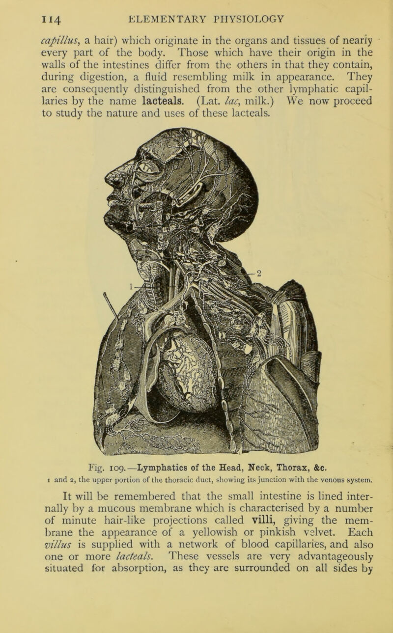 capillus, a hair) which originate in the organs and tissues of nearly every part of the body. Those which have their origin in the walls of the intestines differ from the others in that they contain, during digestion, a fluid resembling milk in appearance. They are consequently distinguished from the other lymphatic capil- laries by the name lacteals. (Lat. lac, milk.) We now proceed to study the nature and uses of these lacteals. Fig. 109.—Lymphatics of the Head, Neck, Thorax, &c. 1 and 2, the upper portion of the thoracic duct, showing its junction with the venous system. It will be remembered that the small intestine is lined inter- nally by a mucous membrane which is characterised by a number of minute hair-like projections called villi, giving the mem- brane the appearance of a yellowish or pinkish velvet. Each villus is supplied with a network of blood capillaries, and also one or more lacteals. These vessels are very advantageously situated for absorption, as they are surrounded on all sides by