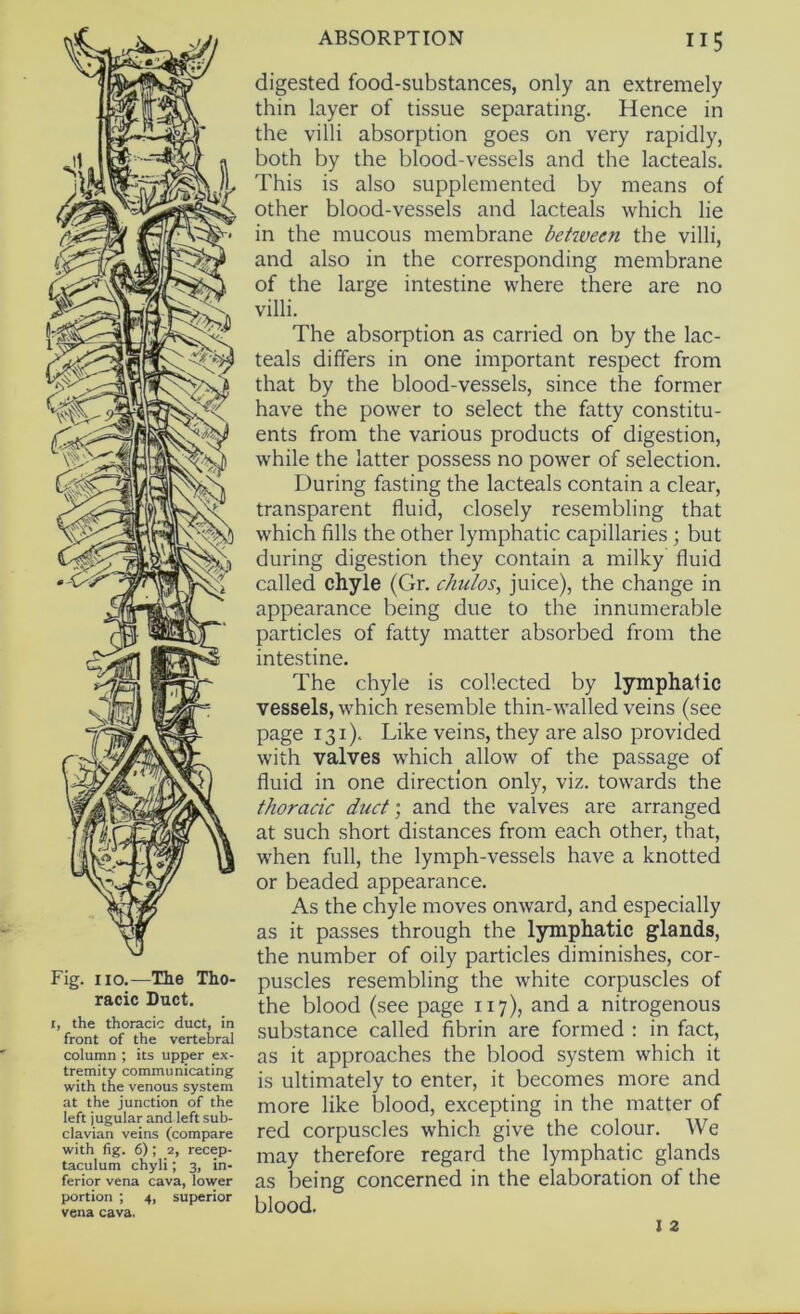 Fig. no.—The Tho- racic Duct. I, the thoracic duct, in front of the vertebral column ; its upper ex- tremity communicating with the venous system at the junction of the left jugular and left sub- clavian veins (compare with fig. 6); 2, recep- taculum chyli; 3, in- ferior vena cava, lower portion ; 4, superior vena cava. digested food-substances, only an extremely thin layer of tissue separating. Hence in the villi absorption goes on very rapidly, both by the blood-vessels and the lacteals. This is also supplemented by means of other blood-vessels and lacteals which lie in the mucous membrane behveen the villi, and also in the corresponding membrane of the large intestine where there are no villi. The absorption as carried on by the lac- teals differs in one important respect from that by the blood-vessels, since the former have the power to select the fatty constitu- ents from the various products of digestion, while the latter possess no power of selection. During fasting the lacteals contain a clear, transparent fluid, closely resembling that which fills the other lymphatic capillaries; but during digestion they contain a milky fluid called chyle (Gr. chulos, juice), the change in appearance being due to the innumerable particles of fatty matter absorbed from the intestine. The chyle is collected by lymphatic vessels, which resemble thin-walled veins (see page 131). Like veins, they are also provided with valves which allow of the passage of fluid in one direction only, viz. towards the thoracic duct] and the valves are arranged at such short distances from each other, that, when full, the lymph-vessels have a knotted or beaded appearance. As the chyle moves onward, and especially as it passes through the lymphatic glands, the number of oily particles diminishes, cor- puscles resembling the white corpuscles of the blood (see page 117), and a nitrogenous substance called fibrin are formed : in fact, as it approaches the blood system which it is ultimately to enter, it becomes more and more like blood, excepting in the matter of red corpuscles which give the colour. We may therefore regard the lymphatic glands as being concerned in the elaboration of the blood.