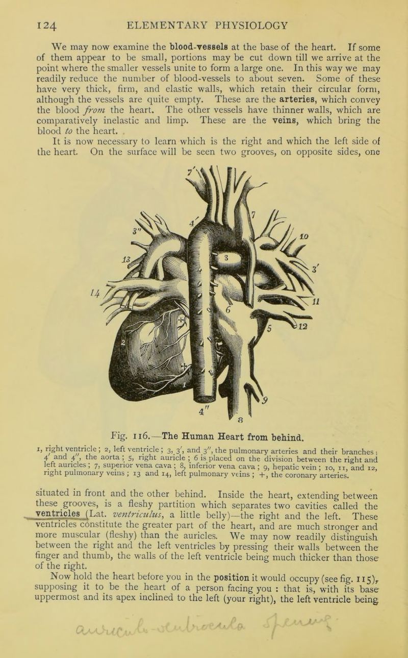 We may now examine the blood-vessels at the base of the heart. If some of them appear to be small, portions may be cut down till we arrive at the point where the smaller vessels unite to form a large one. In this way we may readily reduce the number of blood-vessels to about seven. Some of these have very thick, firm, and elastic walls, which retain their circular form, although the vessels are quite empty. These are the arteries, which convey the blood from the heart. The other vessels have thinner walls, which are comparatively inelastic and limp. These are the veins, which bring the blood to the heart. . It is now necessary to learn which is the right and which the left side of the heart. On the surface will be seen two grooves, on opposite sides, one 14 Fig. 116.—The Human Heart from behind. r, right ventride , 2, left ventricle ; 3, 3', and 3, the pulmonary arteries and their branches-, 4 and 4 , the aorta 5> right auricle ; 6 is placed on the division between the right and left auricles , 7, superior vena cava ; 8, inferior vena cava ; 9, hepatic vein ; 10, ii, and 12, right pulmonary veins , 13 and 14, left pulmonary veins j +, the coronary arteries. situated in front and the other behind. Inside the heart, extending between these grooves, is a fleshy partition which separates two cavities called the _ ventricles (Lat. ventriculus, a little belly)—the right and the left. These ventricles constitute the greater part of the heart, and are much stronger and more muscular (fleshy) than the auricles. We may now readily distinguish between the right and the left ventricles by pressing their walls between the finger and thumb, the walls of the left ventricle being much thicker than those of the right. Now hold the heart before you in the position it would occupy (see fig. 115)^ supposing it to^ be the heart of a person facing you : that is, with its base uppermost and its apex inclined to the left (your right), the left ventricle being