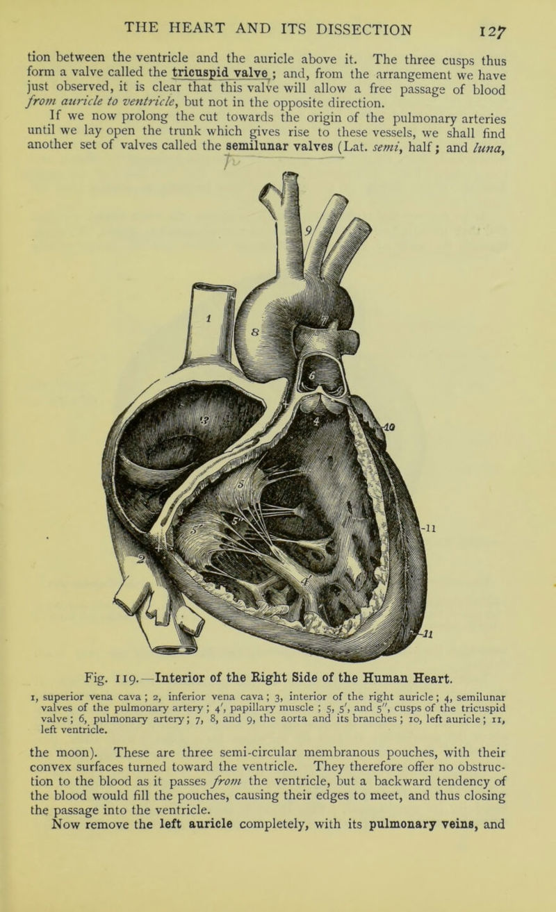 12^ Fig. 119.—Interior of the Eight Side of the Human Heart. I, superior vena cava ; 2, inferior vena cava; 3, interior of the right auricle; 4, semilunar valves of the pulmonary artery; 4', papillary muscle ; 5, 5', and 5, cusps of the tricuspid valve; 6, pulmonary artery; 7, 8, and 9, the aorta and its branches ; 10, left auricle; ii, left ventricle. the moon). These are three semi-circular membranous pouches, with their convex surfaces turned toward the ventricle. They therefore offer no obstruc- tion to the blood as it passes from the ventricle, but a backward tendency of the blood would fill the pouches, causing their edges to meet, and thus closing the passage into the ventricle. Now remove the left auricle completely, with its pulmonary veins, and tion between the ventricle and the auricle above it. The three cusps thus form a valve called the tricuspid valve^; and, from the .arrangement we have just observed, it is clear that this valve will allow a free passage of blood from auricle to ventricle, but not in the opposite direction. If we now prolong the cut towards the origin of the pulmonary arteries until we lay open the trunk which gives rise to these vessels, we shall find another set of valves called the semilunar valves (Lat. semi, half; and luna.