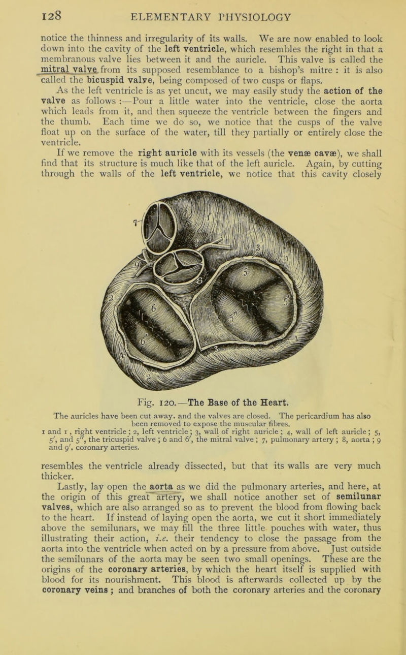 notice the thinness and irregularity of its walls. We are now enabled to look down into the cavity of the left ventricle, which resembles the right in that a membranous valve lies Ijetween it and the auricle. This valve is called the mitral valve from its supposed resemblance to a bishop’s mitre : it is also called the bicuspid valve, Ixiing composed of two cusps or flaps. As the left ventricle is as yet uncut, we may easily study the action of the valve as follows ; - Pour a little water into the ventricle, close the aorta which leads from it, and then squeeze the ventricle between the fingers and the thumb. Each time we do so, we notice that the cusps of the valve float up on the surface of the water, till they partially or entirely close the ventricle. If we remove the right auricle with its vessels (the venae cavee), we shall find that its structure is much like that of the left auricle. Again, by cutting through the walls of the left ventricle, we notice that this cavity closely Fig. 120.—The Base of the Heart. The auricles have been cut away, and the valves are closed. The pericardium has also been removed to expose the muscular fibres. 1 and I , right ventricle; 2, left ventricle; 3, wall of right auricle ; 4, wall of left auricle; 5, 5', and 5, the tricuspid valve ; 6 and 6', the mitral valve ; 7, pulmonary artery ; 8, aorta ; 9 and 9'. coronary arteries. resembles the ventricle already dissected, but that its walls are very much thicker. Lastly, lay open the aorta as we did the pulmonary arteries, and here, at the origin of this great arbery, we shall notice another set of semilunar valves, which are also arranged so as to prevent the blood from flowing back to the heart. If instead of laying open the aorta, we cut it short immediately above the semilunars, we may fill the three little pouches with water, thus illustrating their action, i.e. their tendency to close the passage from the aorta into the ventricle when acted on by a pressure from above. Just outside the semilunars of the aorta may be seen two small openings. These are the origins of the coronary arteries, by which the heart itself is supplied with blood for its nourishment. This blood is afterwards collected up by the coronary veins; and branches of both the coronary arteries and the coronary