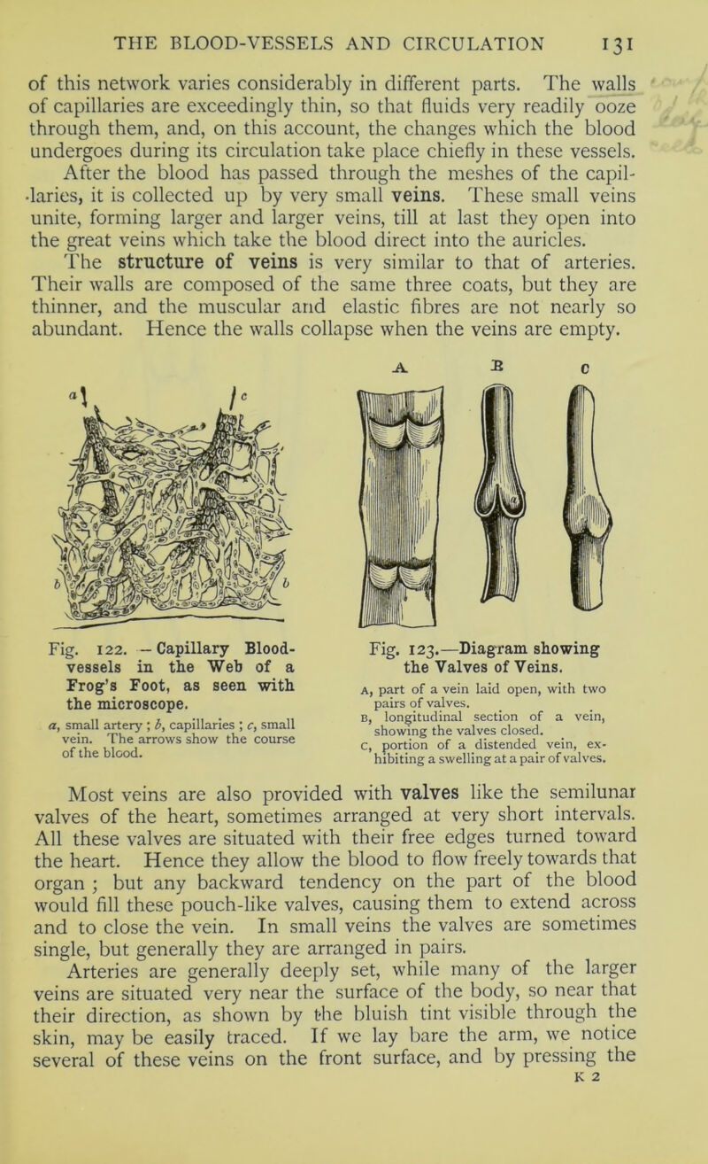of this network varies considerably in different parts. The walls of capillaries are exceedingly thin, so that fluids very readily ooze through them, and, on this account, the changes which the blood undergoes during its circulation take place chiefly in these vessels. After the blood has passed through the meshes of the capil- •laries, it is collected up by very small veins. These small veins unite, forming larger and larger veins, till at last they open into the great veins which take the blood direct into the auricles. The structure of veins is very similar to that of arteries. Their walls are composed of the same three coats, but they are thinner, and the muscular and elastic fibres are not nearly so abundant. Hence the walls collapse when the veins are empty. M h Fig. 122. - Capillary Blood- vessels in the Web of a Frog’s Foot, as seen with the microscope. a, small artery ; 6, capillaries ; c, small vein. The arrows show the course of the blood. B c Fig. 123.—Diagram showing the Valves of Veins. A, part of a vein laid open, with two pairs of valves. B, longitudinal section of a vein, showing the valves closed. C, portion of a distended vein, ex- hibiting a swelling at a pair of valves. Most veins are also provided with valves like the semilunar valves of the heart, sometimes arranged at very short intervals. All these valves are situated with their free edges turned toward the heart. Hence they allow the blood to flow freely towards that organ ; but any backward tendency on the part of the blood would fill these pouch-like valves, causing them to extend across and to close the vein. In small veins the valves are sometimes single, but generally they are arranged in pairs. Arteries are generally deeply set, while many of the larger veins are situated very near the surface of the body, so near that their direction, as shown by the bluish tint visible through the skin, may be easily traced. If we lay bare the arm, we notice several of these veins on the front surface, and by pressing the
