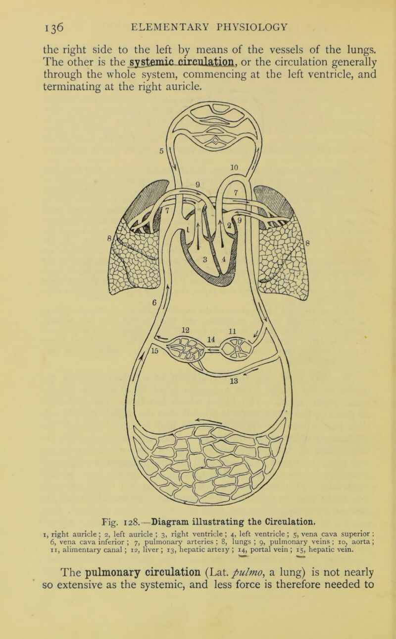 the right side to the left by means of the vessels of the lungs. The other is the sxstemic-circiilatiofl, or the circulation generally through the whole system, commencing at the left ventricle, and terminating at the right auricle. Fig. 128.—Diagram illustrating the Circulation. I, right auricle ; 2, left auricle ; 3, right ventricle ; 4, left ventricle ; 5, vena cava superior ; 6, vena cava inferior ; 7, pulmonary arteries ; 8, lungs ; 9, pulmonary veins ; 10, aorta; II, alimentary canal ; 12, liver ; 13, hepatic arteiy ; 14, portal vein ; 15, hepatic vein. The pulmonary circulation (Lat. pulmo, a lung) is not nearly so extensive as the systemic, and less force is therefore needed to