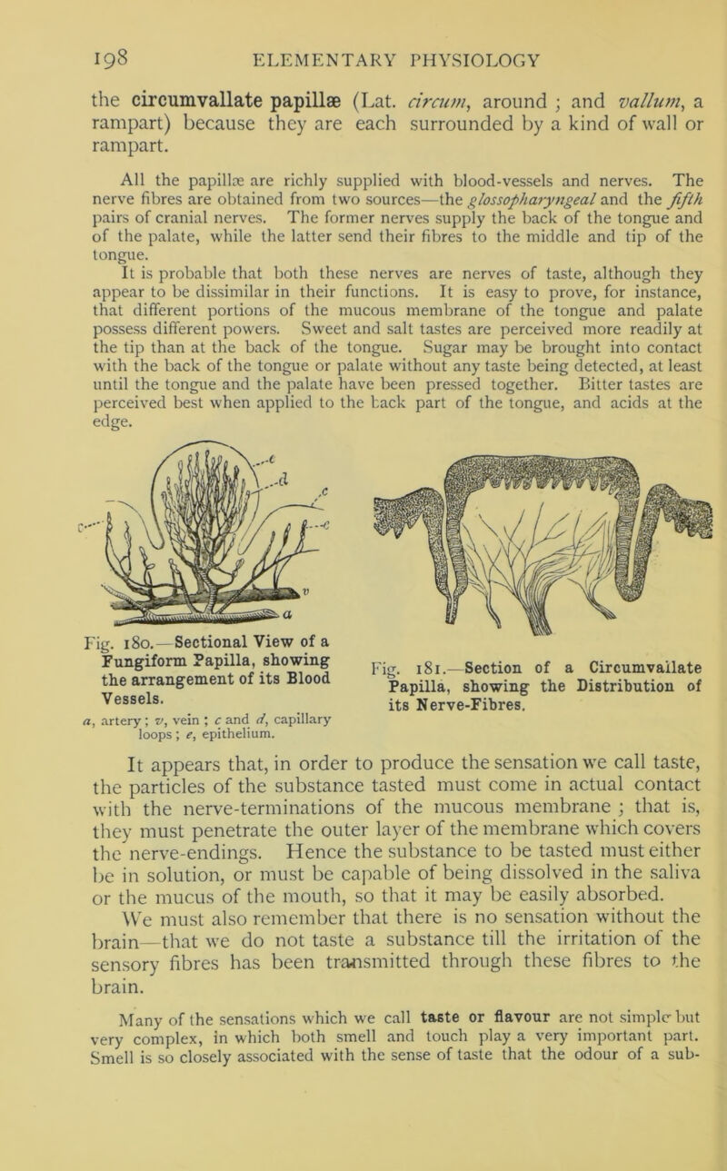 the circumvallate papillae (Lat. circum, around ; and vallum, a rampart) because they are each surrounded by a kind of wall or rampart. All the papillce are richly supplied with blood-vessels and nerves. The nerve fibres are obtained from two sources—the glossopharyngeal and the fifth pairs of cranial nerves. The former nerves supply the back of the tongue and of the palate, while the latter send their fibres to the middle and tip of the longue. It is probable that both these nerves are nerves of taste, although they appear to be dissimilar in their functions. It is easy to prove, for instance, that different portions of the mucous membrane of the tongue and palate possess different powers. Sweet and salt tastes are perceived more readily at the tip than at the back of the tongue. Sugar may be brought into contact with the back of the tongue or palate without any taste being detected, at least until the tongue and the palate have been pre.ssed together. Bitter tastes are perceived best when applied to the back part of the tongue, and acids at the edge. Fig. 180.—Sectional View of a Fungiform Papilla, showing the arrangement of its Blood Vessels. a, artery ; v, vein ; c and d, capillary loops; e, epithelium. Fig. 181.—Section of a Circumvallate Papilla, showing the Distribution of its Nerve-Fibres. It appears that, in order to produce the sensation we call taste, the particles of the substance tasted must come in actual contact with the nerve-terminations of the mucous membrane ; that is, they must penetrate the outer layer of the membrane which covers the nerve-endings. Hence the substance to be tasted must either be in solution, or must be capable of being dissolved in the .saliva or the mucus of the mouth, so that it may be easily absorbed. W'e must also remember that there is no sensation without the brain—that we do not taste a substance till the irritation of the sensory fibres has been transmitted through these fibres to the brain. Many of the sensations which we call taste or flavour are not simple but very complex, in which both smell and touch play a very important part. Smell is so closely as.sociated with the sense of taste that the odour of a sub-