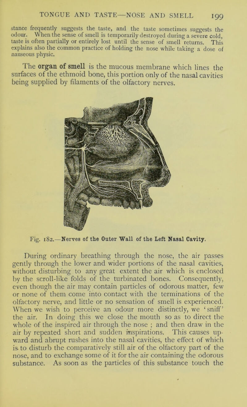 stance frequently suggests the taste, and the taste sometimes suggests the odour. When the sense of smell is temporarily destroyed during a severe cold, taste is often partially or entirely lost until the sense of smell returns. This explains also the common practice of holding the nose while taking a dose of nauseous physic. The organ of smell is the mucous membrane which lines the surfaces of the ethmoid bone, this portion only of the nasal cavities being supplied by filaments of the olfactory nerves. Fig. 182.—Nerves of the Outer Wall of the Left Nasal Cavity. During ordinary breathing through the nose, the air passes gently through the lower and wider portions of the nasal cavities, without disturbing to any great extent the air which is enclosed by the scroll-like folds of the turbinated bones. Consequently, even though the air may contain particles of odorous matter, few or none of them come into contact with the terminations of the olfactory nerve, and little or no sensation of smell is experienced. ^Vhen we wish to perceive an odour more distinctly, we ‘sniff’ the air. In doing this we close the mouth so as to direct the whole of the inspired air through the nose ; and then draw in the air by repeated short and sudden in.spirations. This causes up- ward and abrupt rushes into the na.sal cavities, the effect of which is- to disturb the comparatively still air of the olfactory part of the nose, and to exchange some of it for the air containing the odorous substance. As soon as the particles of this substance touch the