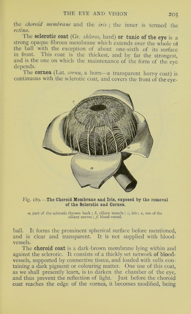 the choroid membrane and the iris ; the inner is termed the retina. I'he sclerotic coat (Gr. skleros, hard) or tunic of the eye is a strong opaque fibrous membrane which extends over the whole ot the ball with the exception of about one-sixth of its surface in front. 1 his coat is the thickest, and by far the strongest, and is the one on which the maintenance of the form of the eye depends. The cornea (Lat. cornu, a horn—a transparent horny coat) is continuous with the sclerotic coat, and covers the front of the eye- Eig. 189.—The Choroid Membrane and Iris, exposed by the removal of the Sclerotic and Cornea. a, part of the sclerotic thrown back ; b, ciliary muscle; c, iris ; c, one of the ciliary nerves ; /, blood-vessel. ball. It forms the prominent spherical surface before mentioned, and is clear and transparent. It is not supplied with blood- vessels. The choroid coat is a dark-brown membrane lying within and against the sclerotic. It consists of a thickly set network of blood- vessels, supported by connective tissue, and loaded with cells con- taining a dark pigment or colouring matter. One use of this coat, as we shall presently learn, is to darken the chamber of the eye, and thus prevent the reflection of light. Just before the choroid coat reaches the edge of the cornea, it becomes modified, being