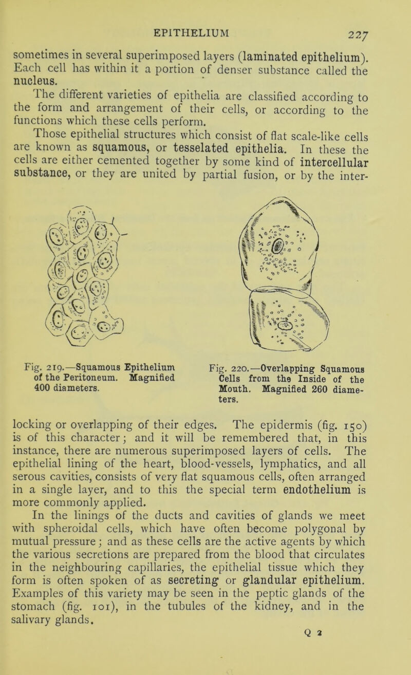 sometimes in several superimposed layers (laminated epithelium). Each cell has within it a portion of denser substance called the nucleus. The different varieties of epithelia are classified according to the form and arrangement of their cells, or according to the functions which these cells perform. Those epithelial structures which consist of flat scale-like cells are known as squamous, or tesselated epithelia. In these the cells are either cemented together by some kind of intercellular substance, or they are united by partial fusion, or by the inter- Fig, 219.—Squamous Epithelium Fig. 220.—Overlapping Squamous of the Peritoneum. Magnified Cells from the Inside of the 400 diameters. Mouth. Magnified 260 diame- ters. locking or overlapping of their edges. The epidermis (fig. 150) is of this character; and it will be remembered that, in this instance, there are numerous superimposed layers of cells. The epithelial lining of the heart, blood-vessels, lymphatics, and all serous cavities, consists of very flat squamous cells, often arranged in a single layer, and to this the special term endothelium is more commonly applied. In the linings of the ducts and cavities of glands we meet with spheroidal cells, which have often become polygonal by mutual pressure; and as these cells are the active agents by which the various secretions are prepared from the blood that circulates in the neighbouring capillaries, the epithelial tissue which they form is often spoken of as secreting or glandular epithelium. Examples of this variety may be seen in the peptic glands of the stomach (fig. loi), in the tubules of the kidney, and in the salivary glands. Q *