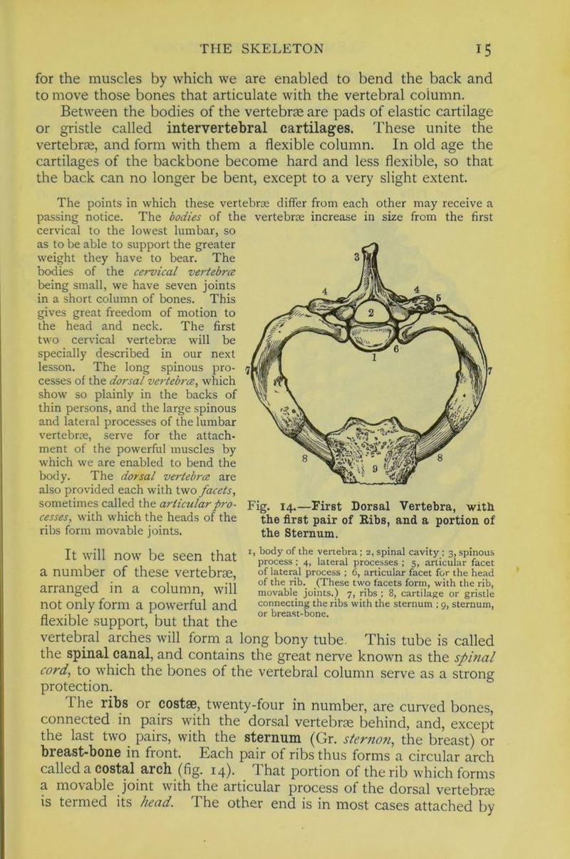 for the muscles by which we are enabled to bend the back and to move those bones that articulate with the vertebral column. Between the bodies of the vertebrae are pads of elastic cartilage or gristle called intervertebral cartilages. These unite the vertebrae, and form with them a flexible column. In old age the cartilages of the backbone become hard and less flexible, so that the back can no longer be bent, except to a very slight extent. The points in which these vertebroe differ from each other may receive a passing notice. The bodies of the vertebrae increase in size from the first cervical to the lowest lumbar, so as to be able to support the greater weight they have to bear. The bodies of the cervical vertebrce being small, we have seven joints in a short column of bones. This gives great freedom of motion to the head and neck. The first two cervical vertebrae will be specially described in our next lesson. The long spinous pro- cesses of the dorsal vertebrce, which show' so plainly in the backs of thin persons, and the large spinous and lateral processes of the lumbar vertebrae, serve for the attach- ment of the powerful muscles by which we are enabled to bend the body. The dorsal vertebrce are also provided each with two facets, sometimes called the Fig. 14,—First Dorsal Vertebra, with cesses, with which the heads of the the first pair of Ribs, and a portion of ribs form movable joints. the Sternum. It will now' be seen that a number of these vertebrte, arranged in a column, will not only form a powerful and flexible support, but that the I, body of the vertebra; 2, spinal cavity ; 3, spinous process ; 4, lateral processes ; 5, articular facet of lateral process ; 6, articular facet for the head of the rib. (These two facets form, with the rib, movable joints.) 7, ribs ; 8, cartilage or gristle connecting the ribs with the sternum ; 9, sternum, or breast-bone. vertebral arches will form a long bony tube. This tube is called the spinal (3anal, and contains the great nerve known as the spina/ cord, to w'hich the bones of the vertebral column serve as a strong protection. The ribs or costae, twenty-four in number, are curved bones, connected in pairs w'ith the dorsal vertebrae behind, and, except the last two pairs, with the sternum (Gr. sternon, the breast) or breast-bone in front. Each pair of ribs thus forms a circular arch called a costal arch (fig. 14). Ihat portion of the rib which forms a movable joint wdth the articular process of the dorsal vertebra; is termed its head. The other end is in most cases attached by