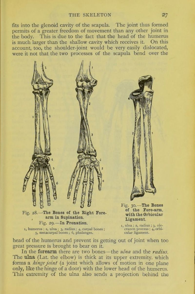 fits into the glenoid cavity of the scapula. The joint thus formed permits of a greater freedom of movement than any other joint in the body. This is due to the fact that the head of the humerus is much larger than the shallow cavity which receives it. On this account, too, the shoulder-joint would be very easily dislocated, were it not that the two processes of the scapula bend over the Fig. 28.—-The Bones of the Right Fore- ^ arm in Supination. Fig. 29.—In Pronation. I, humerus ; 2, ulna ; 3, radius; 4, carpal bones ; 5, metacarpal bones ; 6, phalanges. Fig. 30.—The Bones of the Fore-arm, with the Orbicular Ligament. I, ulna : 2, radius ; 3, ole- cranon process: 4, orbi- cular ligament. head of the humerus and prevent its getting out of joint when too great pressure is brought to bear on it. In the forearm there are two bones—the ulna and the radius. The ulna (Lat. the elbow) is thick at its upper extremity, which forms a hinge joint (a joint which allows of motion in one plane only, like the hinge of a door) with the lower head of the humerus. This extremity of the ulna also sends a projection behind the