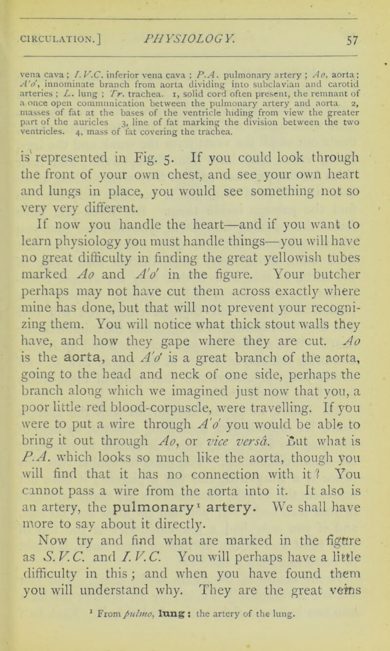 vena cava; I.V.C, inferior vena cava : P.A. pulmonary artery ; Ao, aorta; A'o', innominate branch from aorta dividing into subclavian and carotid arteries ; L. lung ; Tr. trachea, i, solid cord often present, the remnant of a once open communication between the pulmonary artery and aorta 2, masses of fat at the bases of the ventricle hiding from view the greater part of the auricles 3, line of fat marking the division between the two ventricles. 4, mass of fat covering the trachea. is represented in Fig. 5. If you could look through the front of your own chest, and see your own heart and lungs in place, you would see something not so very very different. If now you handle the heart—and if you want to learn physiology you must handle things—you will have no great difficulty in finding the great yellowish tubes marked Ao and A'o' in the figure. Your butcher perhaps may not have cut them across exactly where mine has done, but that will not prevent your recogni- zing them. You will notice what thick stout walls they have, and how they gape where they are cut. Ao is the aorta, and A’o' is a great branch of the aorta, going to the head and neck of one side, perhaps the branch along which we imagined just now that you, a poor little red blood-corpuscle, were travelling. If you were to put a wire through A'o' you would be able to bring it out through Ao, or vice versa. Cut what is P.A. which looks so much like the aorta, though you will find that it has no connection with it 1 You cannot pass a wire from the aorta into it. It also is an artery, the pulmonary1 artery. We shall have more to say about it directly. Now try and find what are marked in the figttre as S. V. C. and I. V.C. You will perhaps have a little difficulty in this; and when you have found them you will understand why. They are the great vetfis 1 From pulmo, lung : the artery of the lung.