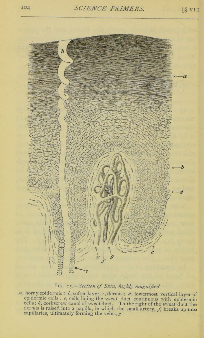 Fig. 15.—Section of Skin, highly magnified. a, horny epidermis ; h, softer layer, c, dermis ; d, lowermost vertical layer of epidermic cells : e, cells lining the sweat duct continuous with epidermic cells: h, corkscrew canal of sweat duct. To the right of the sweat duct the dermis is raised into a papilla, in which the small artery, f breaks up into capillaries, ultimately forming the veins, g.