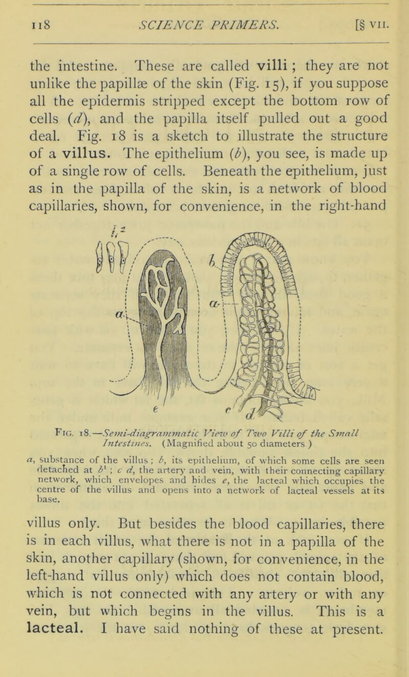 the intestine. These are called villi; they are not unlike the papillae of the skin (Fig. 15), if you suppose all the epidermis stripped except the bottom row of cells (d), and the papilla itself pulled out a good deal. Fig. 18 is a sketch to illustrate the structure of a villus. The epithelium (b), you see, is made up of a single row of cells. Beneath the epithelium, just as in the papilla of the skin, is a network of blood capillaries, shown, for convenience, in the right-hand Fig. 18.—Semi-diagrammatic View of Two Villi of the Small Intestines. (Magnified about 50 diameters ) a, substance of the villus ; b, its epithelium, of which some cells are seen detached at b1 ; c d, the artery and vein, with their connecting capillary network, which envelopes and hides e, the lacteal which occupies the centre of the villus and opens into a network of lacteal vessels at its base. villus only. But besides the blood capillaries, there is in each villus, what there is not in a papilla of the skin, another capillary (shown, for convenience, in the left-hand villus only) which does not contain blood, which is not connected with any artery or with any vein, but which begins in the villus. This is a lacteal. I have said nothing of these at present.