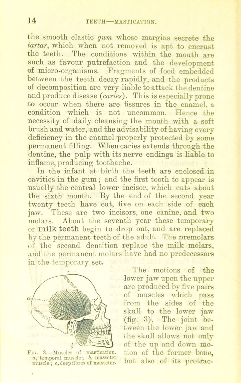 the smooth elastic gum whose margins secrete the tartar, which when not removed is apt to encrust the teeth. The conditions within the month are such as favour putrefaction and the development of micro-organisms. Fragments of food embedded between the teeth decay rapidly, and the products of decomposition are very liable to attack the dentine and produce disease {caries). This is especially prone to occur when there are fissures in the enamel, a condition which is not uncommon. Hence the necessity of daily cleansing the mouth with a soft brush and water, and the advisability of having every deficiency in the enamel properly protected by some permanent filling. When caries extends through the dentine, the pulp with its nerve endings is liable to inflame, producing toothache. In the infant at birth the teeth are enclosed in cavities in the gum; and the first tooth to appear is usually the central lower incisor, which cuts about the sixth month. By the end of the second year twenty teeth have cut, five on each side of each jaw. These are two incisors, one canine, and two molars. About the seventh year these temporary or milk teeth begin to drop out, aud are replaced by the permanent teeth of the adult. The premolars of the second dentition replace the milk molars, and the permanent molars have had no predecessors The motions of the lower jaw upon the upper are produced by five pairs of muscles which pass from the sides of the skull to the lower jaw (fig. 3). The joint be- tween the lower jaw and the skull allows not only of the up and down mo- tion of the former bone, but also of its protrac- in the temporary set. Fig. S.—Muscles of mastication. a, temporal muscle; b, masseter muscle; c, deep fibres of masseter.