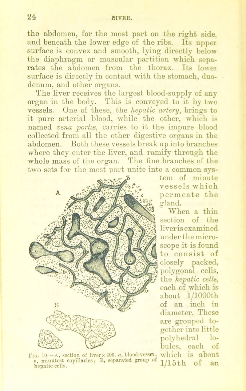 ‘24 KIVER. the abdomen, for the most part on the right side, and beneath the lower edge of the ribs. Its upper surface is convex and smooth, lying directly below the diaphragm or muscular partition which sepa- rates the abdomen from the thorax. Its lower surface is directly in contact with the stomach, duo- denum, and other organs. The liver receives the largest blood-supply of any organ in the body. This is conveyed to it by two vessels. One of these, the hepatic artery, brings to it pure arterial blood, while the other, which is named vena portse, carries to it the impure blood collected from all the other digestive organs in the abdomen. Both these vessels break up into branches where they enter the liver, and ramify through the whole mass of the organ. The fine branches of the two sets for the most part unite into a common sys- tem of minute vessels which permeate the gland. When a thin section of the liver is examined under the micro- scope it is found to consist of closely packed, polygonal cells, the hepatic cells, each of which is about 1/1000th of an inch in diameter. These are grouped to- gether into little polyhedral lo- bules, each of Fig. 10— A, section of Iiverx400. a, blood-vessel i which is about h, minutest capillaries: B, separated group of , /. . , , c Fcpatic cells. 1/lOtU OI an