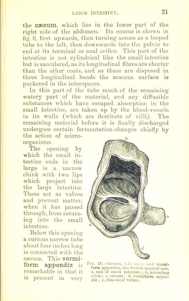 LARGE INTESTINE. the caecum, which lies in the lower part of the right side of the abdomen. Its course is shown in fig. 8, first upwards, then turning across as a looped tube to the left, then downwards into the pelvis to end at its terminal or anal orifice. This part of the intestine is not cylindrical like the small intestine but is sacculated, as its longitudinal fibres are shorter than the other coats, and as these are disposed in thi’ee longitudinal bands the mucous surface is puckered in the interspaces. In this part of the tube much of the remaining watery part of the material, and any diffusible substances which have escaped absorption in the small intestine, are taken up by the blood-vessels in its walls (which are destitute of villi). The remaining material before it is finally discharged undergoes cei’tain fermentation-changes chiefly by the action of micro- organisms. The opening by which the small in- testine ends in the large is a narrow chink with two lips which project into the large intestine. These act as valves and prevent matter, when it has passed through, from return- ing into the small intestine. Below this opening a curious narrow tube about four inches long is connected with the caecum. This vermi- form appendix is remarkable in that it is present in very Fio. 13.—Caecum, ]..i.l open, un<l vermi- form appendix, one-fourth natural size. a, end of small intestine ; b, ascending colon ; c, ctecum; (/, vermiform appen- dix ; e, ileo-ccecal valves.