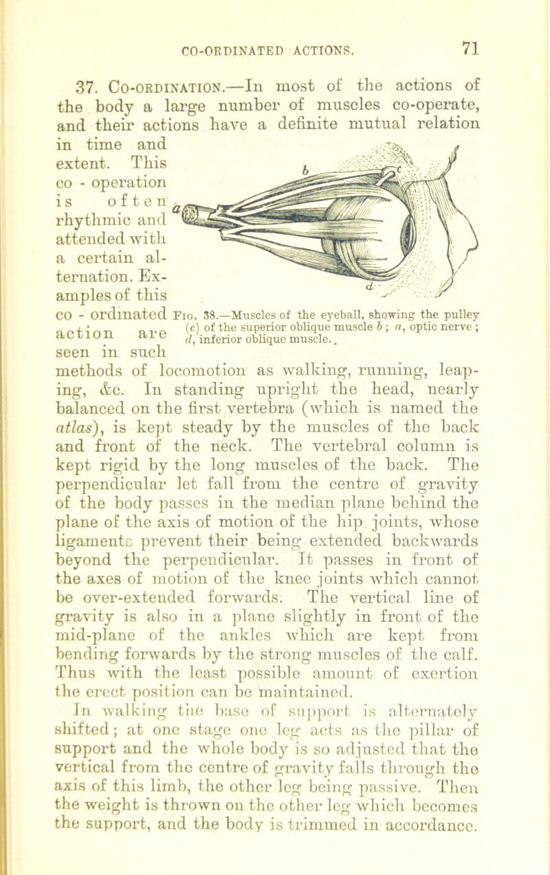 37. Co-ordination.—In most of the actions of the body a large number of muscles co-operate, and their actions have a definite mutual relation in time and extent. This co - operation is often imic and attended with a certain al- ternation. Ex- amples of this CO - ordmated Fin. 38.—Muscles of the eyeball, showing the pulley _ (c) of the superior oblique muscle b ; a, optic nerve ; action a l e ^ inferior oblique muscle.. seen in such methods of locomotion as walking, running, leap- ing, &c. In standing upright the head, nearly balanced on the first vertebra (which is named the atlas), is kept steady by the muscles of the back and front of the neck. The vertebral column is kept rigid by the long muscles of the back. The perpendicular let fall from the centre of gravity of the body passes in the median plane behind the plane of the axis of motion of the hip joints, whose ligaments prevent their being extended backwards beyond the perpendicular. It passes in front of the axes of motion of the knee joints which cannot be over-extended forwards. The vertical line of gravity is also in a plane slightly in front of the mid-plane of the ankles which are kept from bending forwards by the strong muscles of the calf. Thus with the least possible amount of exertion the erect position can be maintained. In walking the base of support is alternately shifted; at one stage one leg acts as the pillar of support and the whole body is so adjusted that the vertical from the centre of gravity falls through the axis of this limb, the other leg being passive. Then the weight is thrown on the other leg which becomes the support, and the body is trimmed in accordance.