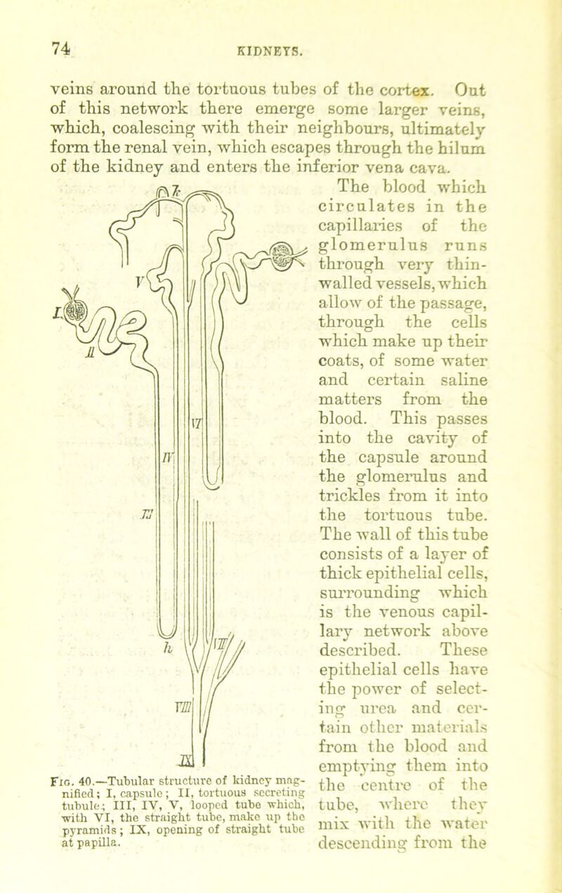 veins around the tortuous tubes of the cortex. Out of this network there emerge some larger veins, which, coalescing with their neighbours, ultimately form the renal vein, which escapes through the hilum of the kidney and enters the inferior vena cava. The blood which circulates in the capillaries of the glomerulus runs through very thin- walled vessels, which allow of the passage, through the cells which make up their coats, of some water and certain saline matters from the blood. This passes into the cavity of the capsule around the glomerulus and trickles from it into the tortuous tube. The wall of this tube consists of a layer of thick epithelial cells, surrounding which is the venous capil- lary network above described. These epithelial cells have the power of select- ing urea and cer- tain other materials from the blood and emptying them into the centre of the tube, where they mix with the water descending from the Fig. 40.—Tubular structure of kidney mag- nified; I, capsule; II, tortuous secreting tubule; III, IV, V, looped tube which, with VI, the straight tube, make up the pyramids; IX, opening of straight tube at papilla.