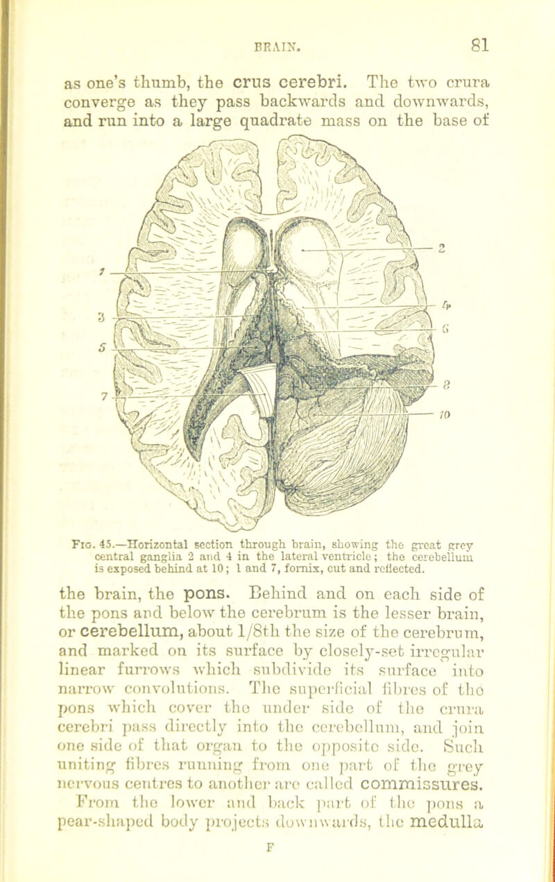 as one’s thumb, the crus cerebri. The two crura converge as they pass backwards and downwards, and run into a large quadrate mass on the base of is exposed behind at 10; 1 and 7, fornix, cut and reflected. the brain, the pons. Behind and on each side of the pons and below the cerebrum is the lesser brain, or cerebellum, about l/8th the size of the cerebrum, and marked on its surface by closely-set irregular linear furrows which subdivide its surface into narrow convolutions. The superficial fibres of the pons which cover the under side of the crura cerebri pass directly into the cerebellum, and join one side of that organ to the opposite side. Such uniting fibres running from one part of the grey nervous centres to another are called commissures. From the lower and back part of the pons a pear-shaped body projects downwards, the medulla F