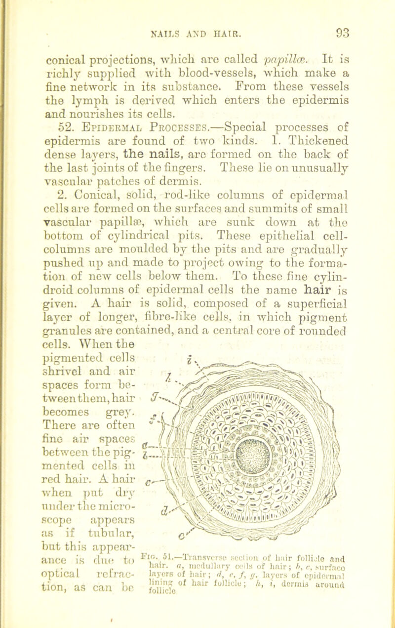 conical projections, which are called papillae. It is richly supplied with blood-vessels, which make a fine network in its substance. From these vessels the lymph is derived which enters the epidermis and nourishes its cells. 52. Epidermal Processes.—Special processes of epidermis are found of two kinds. 1. Thickened dense layers, the nails, aim formed on the back of the last joints of the fingers. These lie on unusually vascular patches of dermis. 2. Conical, solid, rod-like columns of epidermal cells are formed on the surfaces and summits of small vascular papillae, which are sunk down at the bottom of cylindrical pits. These epithelial cell- columns are moulded by the pits and are gradually pushed up and made to project owing to the forma- tion of new cells below them. To these fine cylin- droid columns of epidermal cells the name hair is given. A hair is solid, composed of a superficial layer of longer, fibre-lilce cells, in which pigment granules are contained, and a central core of rounded cells. When the pigmented cells shrivel and air spaces form be- tween them, hair becomes grey. There ai-e often fine air spaces between the pig- mented cells in red hair. A hair when put dry under the micro- scope appears as if tubular, but this appear- ance is due to ^o. fi.-Tianswrse section of Hair foIIiMe and . hair. a, medullary ceils of hair; b, c, Mirfaco optical reirac- layers of hair; <1, c, /, y, layers of epidermal tion, as can be Sc °' hair fulliclu; h> derrais arountl