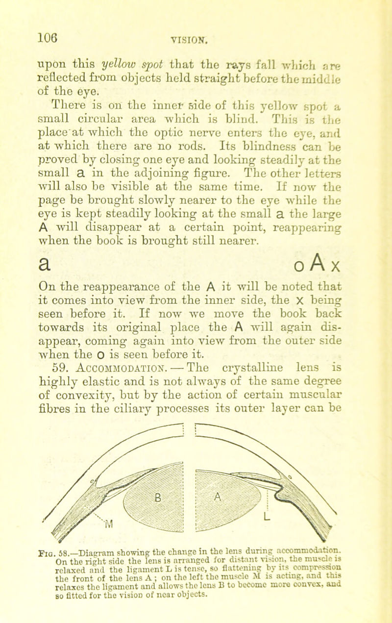 upon this yellow spot that the rays fall which are reflected from objects held straight before the middle of the eye. There is on the inner side of this yellow spot a small circular area which is blind. This is the place at which the optic nerve enters the eye, and at which there are no rods. Its blindness can be proved by closing one eye and looking steadily at the small a in the adjoining figure. The other letters will also be visible at the same time. If now the page be brought slowly nearer to the eye while the eye is kept steadily looking at the small a the large A will disappear at a certain point, reappearing when the book is brought still nearer. a o A x On the reappearance of the A it will be noted that it comes into view from the inner side, the X being seen before it. If now we move the book back towards its original place the A will again dis- appear, coming again into view from the outer side when the O is seen before it. 59. Accommodation. — The crystalline lens is highly elastic and is not always of the same degree of convexity, but by the action of certain muscular fibres in the ciliary processes its outer layer can be Fiq. 58.—Diagram showing the change in the lens during accommodation. On the right side the lens is arranged for distant vision, the muscle is relaxed and the ligament L is tense, so flattening by its compression the front of the lens A ; on the left the muscle M is acting, and this relaxes the ligament and allows the lens B to become more convex, ano so fitted for the vision of near objects.