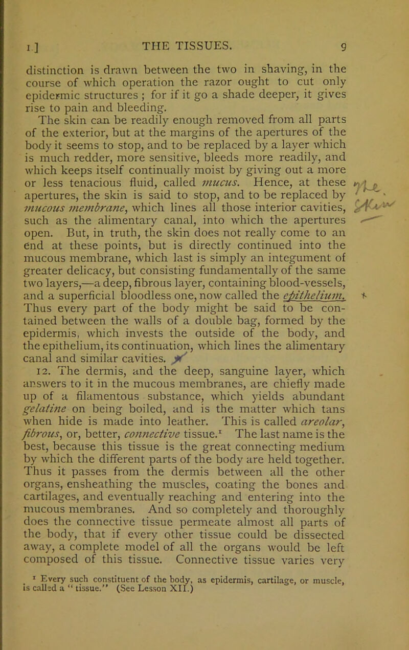 distinction is drawn between the two in shaving, in the course of which operation the razor ought to cut only epidermic structures ; for if it go a shade deeper, it gives rise to pain and bleeding. The skin can be readily enough removed from all parts of the exterior, but at the margins of the apertures of the body it seems to stop, and to be replaced by a layer which is much redder, more sensitive, bleeds more readily, and which keeps itself continually moist by giving out a more or less tenacious fluid, called mucus. Hence, at these * • , apertures, the skin is said to stop, and to be replaced by ' mucous membrane, which lines all those interior cavities, _ ^ such as the alimentary canal, into which the apertures .—1 open. But, in truth, the skin does not really come to an end at these points, but is directly continued into the mucous membrane, which last is simply an integument of greater delicacy, but consisting fundamentally of the same two layers,—a deep, fibrous layer, containing blood-vessels, and a superficial bloodless one, now called the epithelium, t- Thus every part of the body might be said to be con- tained between the walls of a double bag, formed by the epidermis, which invests the outside of the body, and the epithelium, its continuation, which lines the alimentary canal and similar cavities. X 12. The dermis, and the deep, sanguine layer, which answers to it in the mucous membranes, are chiefly made up of a filamentous substance, which yields abundant gelatine on being boiled, and is the matter which tans when hide is made into leather. This is called areolar, fibrous, or, better, comiective tissue.1 The last name is the best, because this tissue is the great connecting medium by which the different parts of the body are held together. Thus it passes from the dermis between all the other organs, ensheathing the muscles, coating the bones and cartilages, and eventually reaching and entering into the mucous membranes. And so completely and thoroughly does the connective tissue permeate almost all parts of the body, that if every other tissue could be dissected away, a complete model of all the organs would be left composed of this tissue. Connective tissue varies very 1 Every such constituent of the body, as epidermis, cartilage, or muscle, is called a “ tissue.” (Sec Lesson XII.)