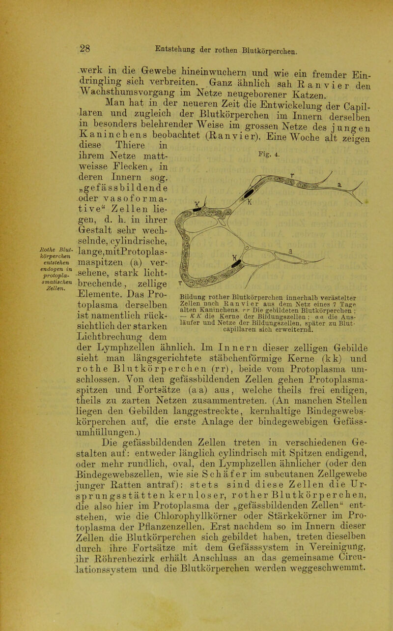 werk m die Gewebe hineinwuchern und wie ein fremder Ein- dringling sich verbreiten. Ganz ähnlich sahEanvier den W achsthumsvorgang im Netze neugeborener Katzen. Man hat in der neueren Zeit die Entwickelung der Capil- laren und zugleich der Blutkörperchen im Innern derselben m besonders belehrender Weise im grossen Netze des jungen Kaninchens beobachtet (R a n v i e r). Eine Woche alt zeigen diese Thiere in ihrem Netze matt- weisse Eiecken, in deren Innern sog. „gefässbildende oder vasoforma- tive“ Zellen lie- gen, d. h. in ihrer Gestalt sehr wech- selnde, cylindrische, ‘urpJchtn lanoe)mitBrOtoplaS- entstehen maspitzen (a) ver- enPdr°o9topia- -sehene, stark licht- smatuchen brechende , zellig-e Elemente. Das IPro- toplasma derselben ist namentlich riick- sichtlich der starken Lichtbrechung dem der Lymphzellen ähnlich. Im Innern dieser zelligen Gebilde sieht man längsgerichtete stäbchenförmige Kerne (kk) und rothe Blutkörperchen (rr), beide vom Protoplasma um- schlossen. Von den gefässbildenden Zellen gehen Protoplasma- spitzen und Fortsätze (a a) aus, welche theils frei endigen, theils zu zarten Netzen zusammentreten. (An manchen Stellen liegen den Gebilden langgestreckte, kernhaltige Bindegewebs- körperchen auf, die erste Anlage der bindegewebigen Gefäss- umhüllungen.) Die gefässbildenden Zellen treten in verschiedenen Ge- stalten auf: entweder länglich cylindrisch mit Spitzen endigend, oder mehr rundlich, oval, den Lymphzellen ähnlicher (oder den Bindegewebszellen, wie sie Schäfer im subcutanen Zellgewebe junger Batten antraf): stets sind diese Zellen die Ur- sprungsstätten kernloser, rother Blutkörperchen, die also hier im Protoplasma der „gefässbildenden Zellen“ ent- stehen, wie die Chlorophyllkörner oder Stärkekörner im Pro- toplasma der Pflanzenzellen. Erst nachdem so im Innern dieser Zellen die Blutkörperchen sich gebildet haben, treten dieselben durch ihre Fortsätze mit dem Gefässsystem in Vereinigung, ihr Böhrenbezirk erhält Anschluss an das gemeinsame Circu- lationssystem und die Blutkörperchen werden weggeschwemmt. Fig. 4. Bildung rother Blutkörperchen innerhalb verästelter Zellen nach Ran vier aus dem Netz eines 7 Tage alten Kaninchens, rr Die gebildeten Blutkörperchen ; — K K die Kerne der Bildungszellen ; a a die Aus- läufer und Netze der Bildungszellen, später zu Blut- capillaren sich erweiternd.