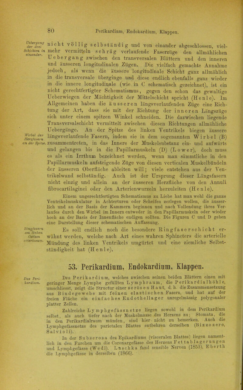 Perikardinm, Endokardium, Klappen. Vebergang der drei Schichten in einander. Wirbel der Herzfasern an der Spitze Tlingfasern am linken Ostium arteriosum. Das Peri- kardium. nicht völlig selbständig und von einander abgeschlossen, viel- mehr vermitteln schräg verlaufende Faserzüge den allmählichen Uebergang zwischen den transversalen Blättern und den inneren und äusseren longitudinalen Zügen. Die vielfach gemachte Annahme jedoch, als wenn die äussere longitudinale Schicht ganz allmählich in die transversale überginge und diese endlich ebenfalls ganz wieder in die innere longitudinale (wie in C schematisch gezeichnet), ist ein nicht gerechtfertigter Schematismus, gegen den schon das gewaltige Ueberwiegen der Mächtigkeit der Mittelschicht spricht (Henle). Im Allgemeinen haben die äusseren längsverlaufenden Züge eine Bicli- tung der Art, dass sie mit der .Richtung der inneren Längszüge sich unter einem spitzen Winkel schneiden. Die dazwischen liegende Transversalschicht vermittelt zwischen diesen Richtungen allmähliche Uehergänge. An der Spitze des linken Ventrikels biegen äussere längsverlaufende Fasern, indem sie in dem sogenannten Wirbel (B) zusammentreten, in das Innere der Muskelsubstanz ein- und aufwärts und gelangen bis in die Papillarmuskeln (D) (Lowe r), doch muss es als ein Irrthum bezeichnet werden, wenn man sämmtliche in den Papillarmuskeln aufsteigende Züge von diesen verticalen Muskelbündeln der äusseren Oberfläche ableiten will; viele entstehen aus der Ven- trikelwand selbständig. Auch ist der Ursprung dieser Längsfasern nicht einzig und allein an der äusseren Herzfläche von den Annuli fibrocartilaginei oder den Arterienwurzeln herzuleiten (H e n 1 e). Einem ungerechtfertigten Schematismus zu Liebe hat man wohl die ganze Ventrikelmuskulatur in Achterturen oder Scheifen zerlegen wollen, die äusser- lich und an der Basis der Kammern beginnen und nach Vollendung ihres Ver- laufes durch den Wirbel im Innern entweder in den Papillarmuskeln oder wieder hoch an der Basis der Innenfläche endigen sollten. Die Figuren C und D geben eine Darstellung dieser schematischen Auffassung. Es soll endlich noch die besondere Ringfaserschicht er- wähnt wrnrden, welche nach Art eines wahren Sphincters die arterielle Mündung des linken Ventrikels umgürtet und eine ziemliche Selbst- ständigkeit hat (Henle). 53. Perikardinm, Endokardium, Klappen. Das Perikardium, welches zwischen seinen beiden Blättern einen mit geringer Menge Lymphe gefüllten Lymphraum, die Perikardialhöhle, umschliesst, zeigt die Structur einer s e r ö s e n H a u t, d. h. die Zusammensetzung aus Bindegewebe mit feinen elastischen Fasern, und hat auf der freien Fläche ein einfaches Endothellager unregelmässig polygonaler platter Zellen. Zahlreiche Lymphgefässnetze liegen sowohl in dem Perikardium selbst, als auch tiefer nach der Muskelmasse des Herzens zu; Stomata, die in den Perikardialraum münden, sind hier nicht zu bemerken. Auch die Lymphgefässnetze des parietalen Blattes entbehren derselben (Bizzozero, S a 1 v i o 1 i). In der Subserosa des Epikardiums (visceralen Blattes) liegen nament- lich in den Furchen um die Coronargefässe des Herzens Fet tab langerungen und Lymphgefässe (Wedl). Luschka fand sensible Nerven (1853), Ebeit i die Lymphgefässe in derselben (1866).