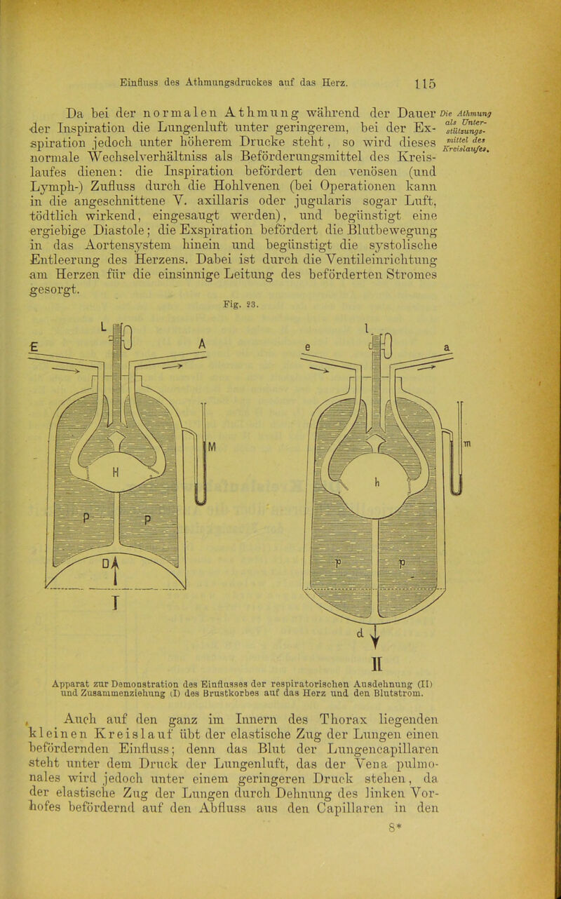 AtInnung während der Dauer Die Athmunj bei der CjX- Stützung*- wird dieses liuf des Beförderungsmittel des Kreis- end Da hei der normalen der Inspiration die Lungenluft unter geringerem, spiration jedoch unter höherem Drucke steht, so normale Wechselverhältniss als Beförderungs laufes dienen: die Inspiration befördert den venösen Lymph-) Zufluss durch die Hohlvenen (hei Operationen kann in die angeschnittene V. axillaris oder jugularis sogar Luft, tödtlich wirkend, eingesaugt werden), und begünstigt eine ergiebige Diastole; die Exspiration befördert die Blutbewegung in das Aortensystem hinein und begünstigt die systolische Entleerung des Herzens. Dabei ist durch die Ventileinrichtung am Herzen für die einsinnige Leitung des beförderten Stromes gesorgt. Fig. 23. M Apparat zur Demonstration des Einflusses der respiratorischen Ausdehnung (II) und Zusammenziehung (I) des Brustkorbes auf das Herz und den Blutstrom. Auch auf den ganz im Innern des Thorax liegenden klein en Kreislauf übt der elastische Zug der Lungen einen befördernden Einfluss; denn das Blut der Lungencapillaren steht unter dem Druck der Lungenluft, das der Vena pulmo- nales wird jedoch unter einem geringeren Druck stehen, da der elastische Zug der Lungen durch Dehnung des linken Vor- hofes befördernd auf den Abfluss aus den Capillaren in den 8*
