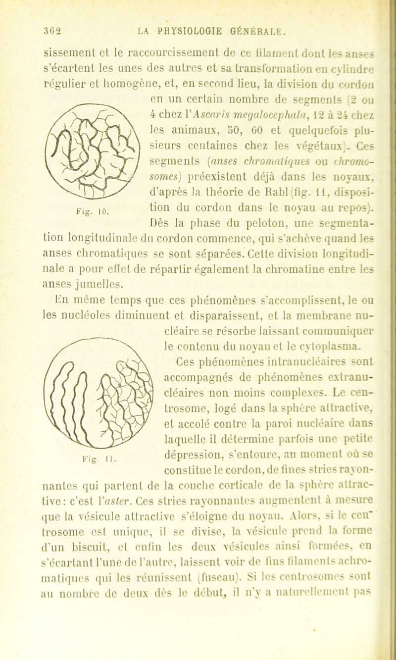 sissement et le raccourcissement de ce filament dont les anses s’écartent les unes des autres et sa transformation en cylindre régulier et homogène, et, en second lieu, la division du cordon en un certain nombre de segments 2 ou 4 chez l'Ascaris megalocephala, 12 à 24 chez les animaux, '60, 00 et quelquefois plu- sieurs centaines chez les végétaux). Ces segments (anses chromatiques ou chromo- somes) préexistent déjà dans les noyaux, d’après la théorie de Rabl(fig. H, disposi- tion du cordon dans le noyau au repos). Dès la phase du peloton, une segmenta- tion longitudinale du cordon commence, qui s’achève quand les anses chromatiques se sont séparées. Cette division longitudi- nale a pour effet de répartir également la chromatine entre les anses jumelles. lin même temps que ces phénomènes s’accomplissent, le ou les nucléoles diminuent et disparaissent, et la membrane nu- cléaire se résorbe laissant communiquer le contenu du noyau et le cytoplasma. Ces phénomènes intranucléaires sont accompagnés de phénomènes extranu- cléaires non moins complexes. Le cen- trosome, logé dans la sphère attractive, et accolé contre la paroi nucléaire dans laquelle il détermine parfois une petite dépression, s’entoure, au moment où se constitue le cordon, de fines stries rayon- nantes qui parlent de la couche corticale de la sphère attrac- tive: c’est l’aster. Ces stries rayonnantes augmentent à mesure que la vésicule attractive s’éloigne du noyau. Alors, si le cen* trosome est unique, il se divise, la vésicule prend la forme d'un biscuit, el enfin les deux vésicules ainsi formées, en s’écartant l’une de l’autre, laissent voir de fins filaments achro- matiques qui les réunissent (fuseau). Si les centrosomes sont au nombre de deux dès le début, il n’y a naturellement pas