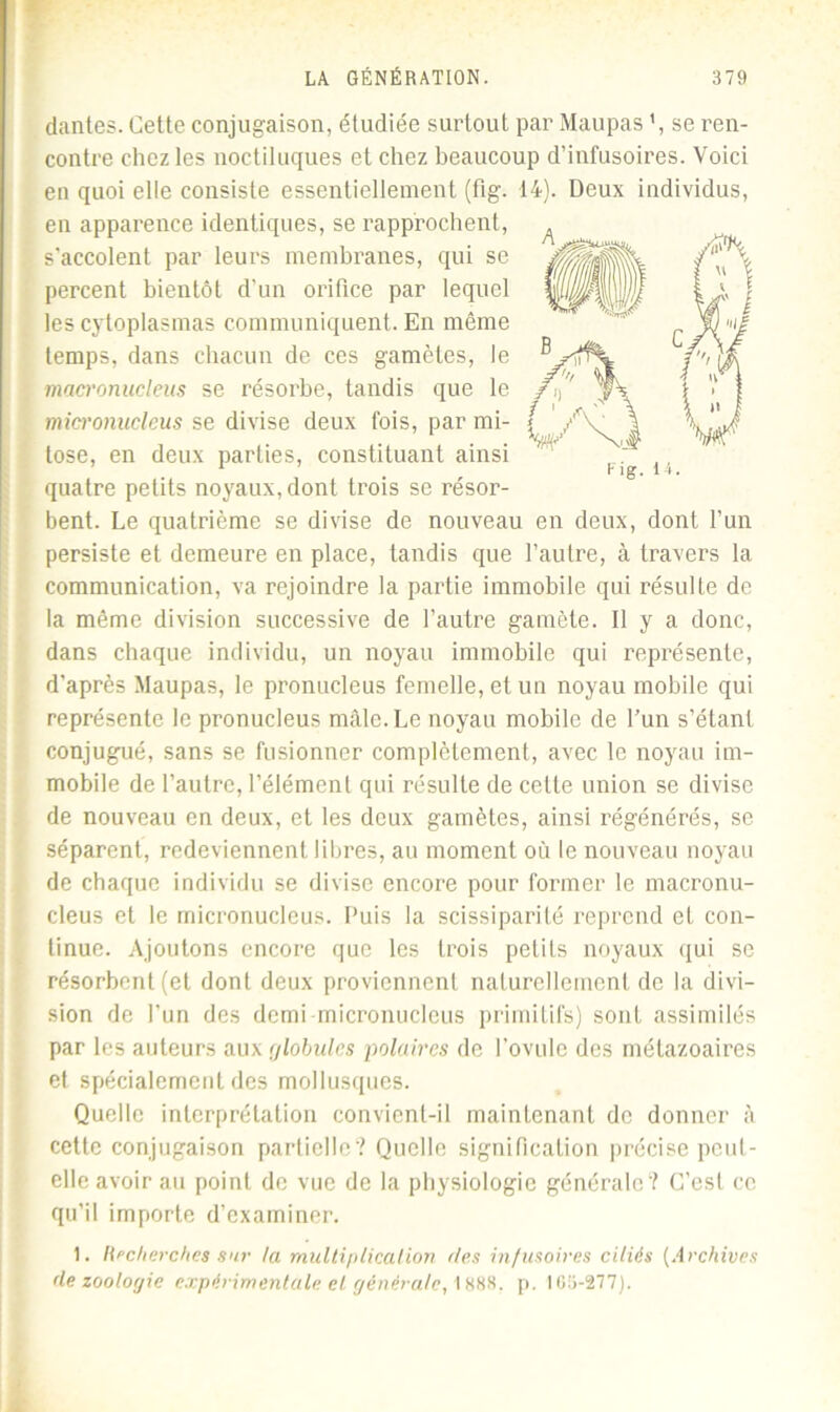 F ig. 14. dantes. Cette conjugaison, étudiée surtout par Maupas ’, se ren- contre chez les noctiluques et chez beaucoup d’infusoires. Voici en quoi elle consiste essentiellement (fig. 14). Deux individus, en apparence identiques, se rapprochent, s’accolent par leurs membranes, qui se percent bientôt d’un orifice par lequel les cytoplasmas communiquent. En même temps, dans chacun de ces gamètes, le macronucleus se résorbe, tandis que le micronucleus se divise deux fois, par mi- tose, en deux parties, constituant ainsi quatre petits noyaux, dont trois se résor- bent. Le quatrième se divise de nouveau en deux, dont l’un persiste et demeure en place, tandis que l’autre, à travers la communication, va rejoindre la partie immobile qui résulte de la même division successive de l’autre gamète. Il y a donc, dans chaque individu, un noyau immobile qui représente, d'après Maupas, le pronucleus femelle, et un noyau mobile qui représente le pronucleus mâle. Le noyau mobile de l’un s’étant conjugué, sans se fusionner complètement, avec le noyau im- mobile de l’autre, l’élément qui résulte de celte union se divise de nouveau en deux, et les deux gamètes, ainsi régénérés, se séparent, redeviennent libres, au moment où le nouveau noyau de chaque individu se divise encore pour former le macronu- cleus et le micronucleus. Puis la scissiparité reprend et con- tinue. Ajoutons encore que les trois petits noyaux qui se résorbent (et dont deux proviennent naturellement de la divi- sion de l’un des demi micronucleus primitifs) sont assimilés par les auteurs aux globules polaires de l'ovule des métazoaires et spécialement des mollusques. Quelle interprétation convient-il maintenant de donner à cette conjugaison partielle? Quelle signification précise peut- elle avoir au point de vue de la physiologie générale? C’est ce qu’il importe d’examiner. 1. /{'•cherches sur Ici multiplication des infusoires ciliés (Archives de zoologie expérimentale el générale, 1888. p. 165-277).