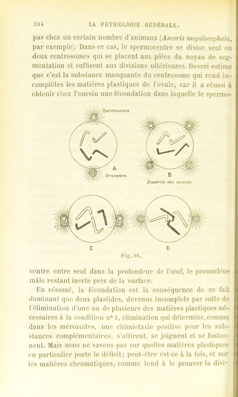 pas chez un certain nombre d’animaux (Ascaris megaloceph/ila, par exemple). Dans ce cas, le spermocentre se divise seul en deux centrosomes qui se placent aux pôles du noyau de seg- mentation et suffisent aux divisions ultérieures, Boveri estime que c’est la substance manquante du centrosome qui rend in- complètes les matières plastiques de l’ovule, car il a réussi à obtenir chez l'oursin une fécondation dans laquelle le spermo- centre entre seul dans la profondeur de l’œuf, le pronucléus mâle restant inerte près de la surface. En résumé, la fécondation est la conséquence de ce fait dominant que deux plaslides, devenus incomplets par suite de l'élimination d’une ou de plusieurs des matières plastiques né- cessaires à la condition n° I, élimination qui détermine,comme dans les mérozoïtes, une chimiotaxie positive pour les sub- stances complémentaires, s’attirent, se joignent et se fusion- nent. Mais nous ne savons pas sur quelles matières plastiques en particulier porte le déficit; peut-être est-ce à la fois, et sur les matières chromatiques, comme tend à le prouver la dix i- c D Fig. 16