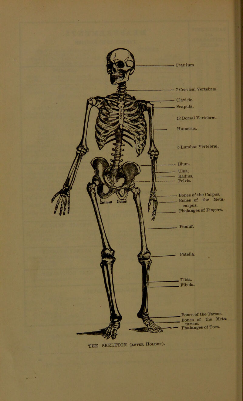 Cranium 7 Cervical Vertebras Clavicle. Scapula. 12 Dorsal Vertebrae. Humerus. 5 Lumbar Vertebrae. Patella. Tibia. Fibula. Bones of the Tarsus. Bones of the Meta tarsus. Phalanges of Toes. Ilium. Ulna. Radius, Pelvis. Bones of the Carpus. Bones of the Meta- carpus. Phalanges of Fingers. Femur. THE SKELETON (after Holden).