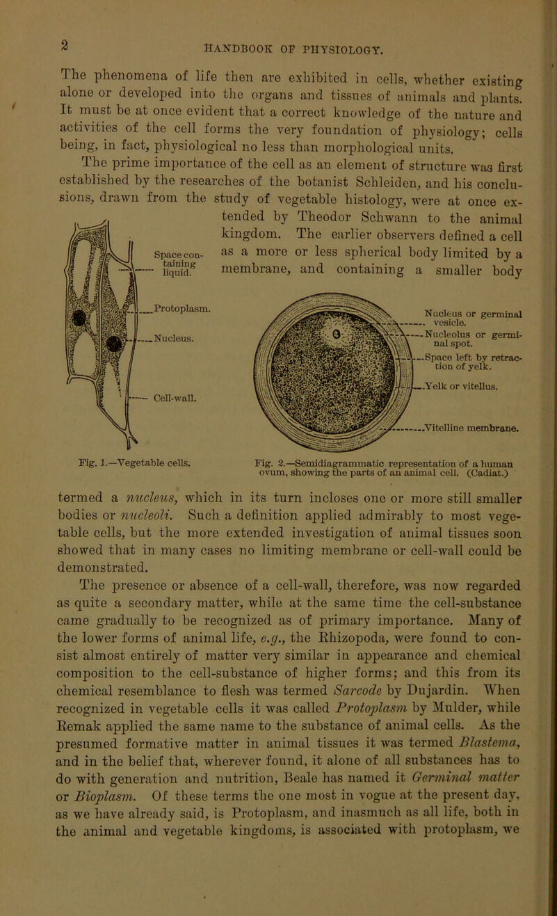 The phenomena of life then are exhibited in cells, whether existing alone or developed into the organs and tissues of animals and plants. It must be at once evident that a correct knowledge of the nature and activities of the cell forms the very foundation of physiology; cells being, in fact, physiological no less than morphological units. The prime importance of the cell as an element of structure waa first established by the researches of the botanist Schleiden, and his conclu- sions, drawn from the study of vegetable histology, were at once ex- Space con- taining liquid. Protoplasm. Nucleus. Cell-wall. tended by Theodor Schwann to the animal kingdom. The earlier observers defined a cell as a more or less spherical body limited by a membrane, and containing a smaller body Nucleus or germinal vesicle. Nucleolus or germi- nal spot. left by retrac- tion of yelk. or vitellus. Vitelline membrane. Fig. 1.—Vegetable cells. Fig. 2.—Semidiagrammatic representation of a human ovum, showing the parts of an animal cell. (Cadiat.) termed a nucleus, which in its turn incloses one or more still smaller bodies or nucleoli. Such a definition applied admirably to most vege- table cells, but the more extended investigation of animal tissues soon showed that in many cases no limiting membrane or cell-wall could be demonstrated. The presence or absence of a cell-wall, therefore, was now regarded as quite a secondary matter, while at the same time the cell-substance came gradually to be recognized as of primary importance. Many of the lower forms of animal life, e.g., the Rhizopoda, were found to con- sist almost entirely of matter very similar in appearance and chemical composition to the cell-substance of higher forms; and this from its chemical resemblance to flesh was termed Sarcodc by Dujardin. When recognized in vegetable cells it was called Protopilasm by Mulder, while Remak applied the same name to the substance of animal cells. As the presumed formative matter in animal tissues it was termed Blastema, and in the belief that, wherever found, it alone of all substances has to do with generation and nutrition, Beale has named it Germinal matter or Bioplasm. Of these terms the one most in vogue at the present day, as we have already said, is Protoplasm, and inasmuch as all life, both in the animal and vegetable kingdoms, is associated with protoplasm, we