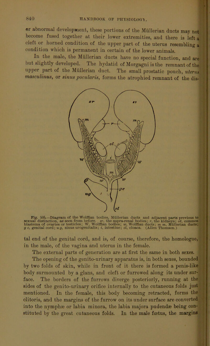 or abnormal development, these portions of the Mullerian ducts may not become fused together at their lower extremities, and there is left a cleft or horned condition of the upper part of the uterus resembling a condition which is permanent in certain of the lower animals. In the male, the Mullerian ducts have no special function, and are but slightly developed. The hydatid of Morgagni is the remnant of the upper part of the Mullerian duct. The small prostatic pouch, uterus I masculinus, or sinus pocularis, forms the atrophied remnant of the dis- Fig. 335.—Diagram of the Wolffian bodies, Mullerian ducts and adjacent parts previous to sexual distinction, as seen from before, sr, the supra-renal bodies; r, the kidneys: ot, common blastema of ovaries or testicles; W, Wolffian bodies; w, Wolffian ducts; m m, Mullerian ducts; g c, genital cord; ug, sinus urogenitalis; i, intestine; cl, cloaca. (Allen Thomson.) tal end of the genital cord, and is, of course, therefore, the homologue, in the male, of the vagina and uterus in the female. The external parts of generation are at first the same in both sexes. The opening of the genito-urinary apparatus is, in both sexes, bounded by two folds of skin, while in front of it there is formed a penis-like body surmounted by a glans, and cleft or furrowed along its under sur- face. The borders of the furrows diverge posteriorly, running at the sides of the genito-urinary orifice internally to the cutaneous folds just mentioned. In the female, this body becoming retracted, forms the clitoris, and the margins of the furrow on its under surface are converted • into the nympha? or labia minora, the labia majora pudenda? being con- stituted by the great cutaneous folds. In the male foetus, the margins