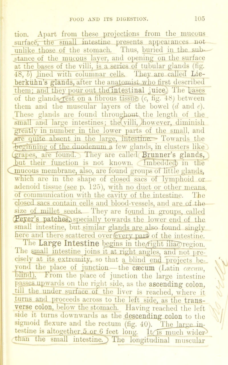 tion. Apart from these projections from the mucous surface, the small intestine presents appealances not unlike those of the stomach. Thus, buried in_lhe sulw- .stance of the mucous layer, and opening on the surface at the bases of the villi, is a series of tubular glands (fig. 48, b) ^ined with columnar cells. They are called Lie- berkiihn's glands, after the anntomiat, who first describecT them; and they pour out thoTntestinal .juice. The bases of the glands/’fFst on a fibrous lissua (c. fig. 48) between them and the muscular layers of the bowel (d and e). These glands are found throughout the length of the small and large intestines; theyvilli, Jhowever, diminish greatly in number in the lower parts of the small, and are, quita absent in the large, intestirrec~- Towards the Tregmning of the duodenum a few glands, in clusters like (grapes, are found.' They are called Brunner’s glands, Jjut their function is not known. Tmbeddecb in the ^mucous membrane, also, are found groups of little glands, which are in the shape of closed sacs of lymphoid or adenoid tissue (see p. 125), with no duct or other means ot communication with the cavity of the intestine. The closed.sacs conta in cells and blood-vessels, and are of the size of millet seeds They are found in groups, called Beyer’s patches^ specially towards the lower end of the small intestine, but gimilar glands are also found singly here and there scattered over levery pari) of the intestine. The Large Intestine begins in the/fight iliacbregion. The small intestine joins itat right angles, and hot pre- cisely at its extremity, so that a_blind end projects be vond the place of junction—the caecum (Latin nr,■inn, TiTihd). From the place of junction the large intestine passes upwards on the right side, as the ascending colon, .till the under surface of the liver is reached, where it turns and proceeds across to the left side, as the trans- verse colon, below the stomach. Having reached the left side it turns downwards as the descending colon to the sigmoid flexure and the rectum (fig. 40) . Tlie large in- testme is altogether 5 or G tect long, ltyls much wider^ (ydian the small ihtestineT) The longitudinal muscular