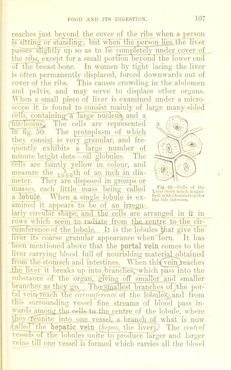 reaches just beyond the cover of the ribs when a person iy sitting of standing; but when the person lies the liver passes-slightly up so as to be completely under cover of the ribs, except for a small portion beyond the lower end of Hie breast-bone. In women by tight lacing the liver is often permanently displaced, forced downwards out of cover of the ribs. This causes crowding in the abdomen and pelvis, and may serve to displace other organs. When a small piece of liver is examined under a micro- scope it is found to consist mainly of large many-sided cells, containing^ large nucleus and a fhudeolus^ The cells are represented in fig. 50. The protoplasm of which they consist is very granular, and fre- quently exhibits a large number of minute bright dots—oil globules. The cells are faintly yellow in colour, and measure the 1 A Hi of an inch in dia- meter. They are disposed in groups or masses, each little mass being called Lifi?(veVm«ohmagi'® a lobule. When a single lobule is ex- thfbUebet“m!8t“’for amined it appears to be of an irregu- larly circular shape, and the cells are arranged in it in rows which seem to radiate from the, centre to the cir- cumference of the lobule. It is the lobules j)hat give the fiver its coarse granular appearance when torn. It has been mentioned above that the portal vein comes to the liver carrying blood full of nourishing matenalobtained from the stomach and intestines. When thi^veinp-eaches the li yer it breaks up into branches, which pass into the substance of the organ, giving off smaller and smaller branches as they go. The-smallest branches ofythe por- tal veiiyTeach thecirrumference of the lobuJe§^and from this surrounding vessel fine streams of blood pass in- ward-; among the oils to the.centre of the lobule, where they Reunite into one vessel, a branch of what is now yalje/rthe hepatic vein (hepns, the liverp The central vessels of the lobules unite to produce larger and larger veins till one vessel is formed which carries all the blood