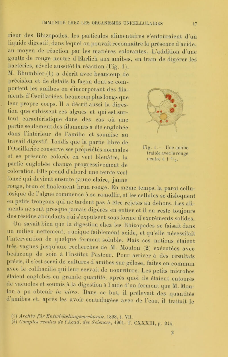 Fig. Une amibe æcle neutre à I ® q. traitée avecle rouge rieur des Rhizopodes, les particules alimentaires s’entouraient d’un liquide digestif, dans lequel on pouvait reconnaitre la présence d’acide, au moyen de réaction par les matières colorantes. L’addition d’une goutte de rouge neutre d’Elirlich aux amibes, en train de digérer les bactéries, révèle aussitôt la réaction (Fig. l). M. Rhnmblcr(l) a décrit avec beaucoup de précision et de détails la façon dont se com- portent les amibes en s’incorporant des fila- ments d’Oscillariées, beaucoup plus longs (pie leur propre corps. 11 a décrit aussi la diges- tion que subissent ces algues et qui est sur- tout caractéristique dans des cas où une partie seulement des lilamentsa été englobée dans l’intérieur de l’amibe et soumise au travail digestif. Tandis (]ne la partie lilire de rOscillariée conserve ses propriétés normales et se présente colorée en vert bleuâtre, la partie englobée change progressivement de coloration. Elle prend d’abord une teinte vert foncé qui devient ensuite jaune claire, jaune rouge, brun et finalement brun rouge. En même temps, la paroi cellu- losique de l’algue commence à se ramollir, et les cellules se disloquent en petits tronçons qui ne tardent pas à être rejetés au dehors. Les ali- ments ne sont presque jamais digérés en entier et il en reste toujours des résidus abondants qui s expulsent sous forme d’excréments solides. On savait bien que la digestion chez les Rhizopodes se faisait dans un milieu nettement, qnoicpie faiblement acide, et qu elle nécessitait rintervention de quehiue ferment soluble. Mais ces notions étaient très vagues jusqu’aux recherches de M. Mouton (2) exécutées avec hcaiicoup de soin a 1 Institut Pasteur, l’our arriver à des résultats piécis, il s est sei\i de cultures d amihes sur gelose, faites en commun avec le colibacille qui leur servait de nourriture. Les petits microbes étaient englobés en grande quantité, après cpioi ils étaient entourés de vacuoles et soumis à la digestionà l’aide d’un ferment que M. Mou- ton a pu obtenir in vitro. Dans ce but, il prélevait des quantités d’amibes et, après les avoir centrifugées avec de l’eau, il traitait le (1) Àrchiv fur Entwickelimgsmechanik. 1898, t. VII. (2) Comptes rendus de t'Acad. des Sciences, 1901. T. CXXXIII, p. 2*4