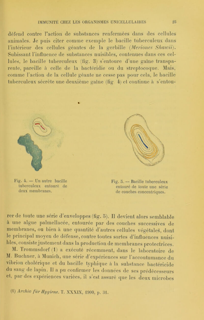 défend contre l’action de substances renfermées dans des cellules animales. Je puis citer comme exemple le bacille tuberculeux dans Subissant rinfluence de substances nuisibles, contenues dans ces cel- lules, le bacille tuberculeux (tig’. 3) s’entoure d’uue gaine transpa- rente, pareille à celle de la bactéridie ou du streptocoque. Mais, comme l’action de la cellule géante ne cesse pas pour cela, le bacille tuberculeux sécrète une deuxième gaine (lig 4) et continue à s’entou- rer de toute une série d’enveloppes (fig. 5). Il devient alors semblable c\ une algue palmellacée, entourée par des couches successives de membranes, ou bien à une quantité d’autres cellules végétales, dont le principal moyen de défense, contre toutes sortes d’influences nuisi- bles, consiste justement dans la production de membranes protectrices. M. Trommsdorf ( l ) a exécuté récemment, dans le laboratoire de M. buchner, a Munich, une série d expériences sur l’accoutumance du vibrion cholérique et du bacille typhique h la substance bactéricide du sang de lapin. Il a pu confirmer les données de ses prédécesseurs et, par des expériences variées, il s’est assuré que les deux microbes (1) Archiv für Ihjgiene. T. XXXIX, 1900, p. 81. Fig. 4. — Un antre bacille tuberculeux entouré de deux membranes. Fig. 8. — Bacille tuberculeux entouré de toute une série de couches concentriques.