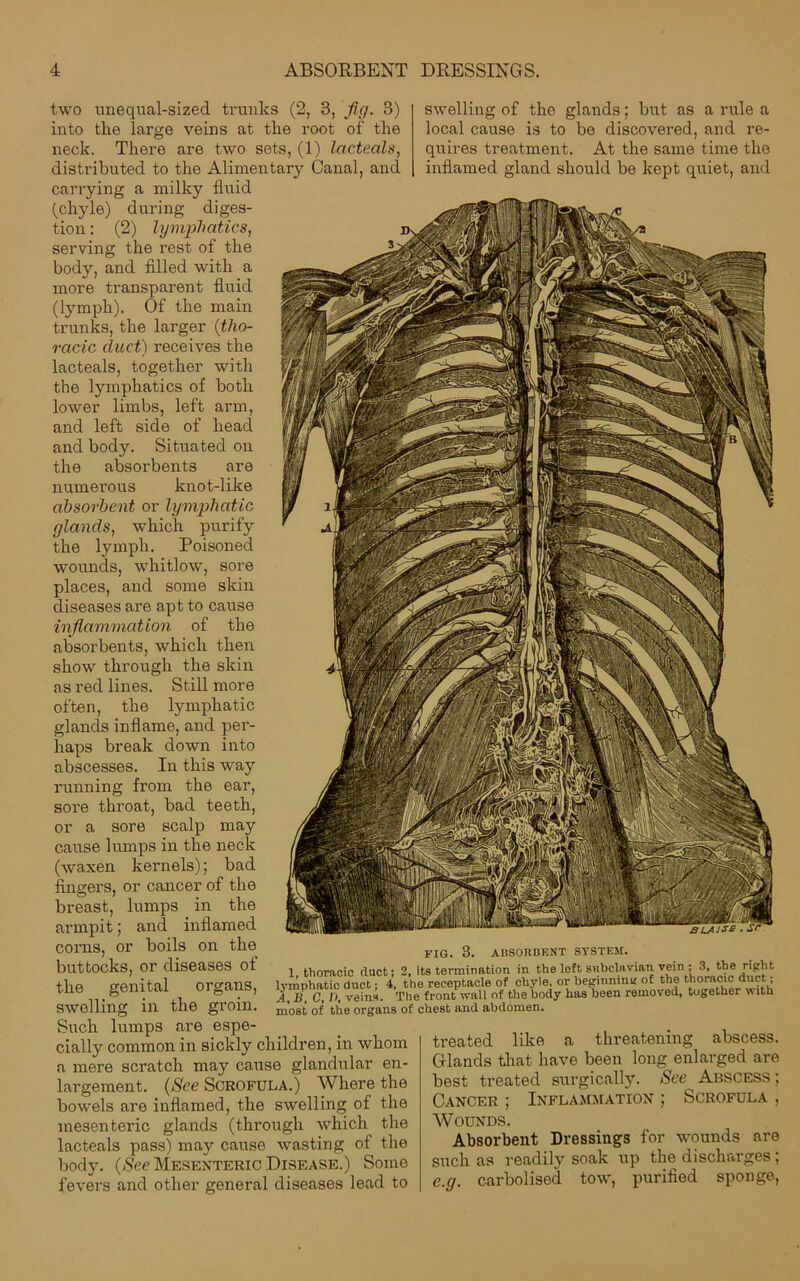 two unequal-sized trunks (2, 3, fig. 3) into the large veins at the root of the neck. There are two sets, (1) lacteals, distributed to the Alimentary Canal, and carrying a milky fluid (chyle) during diges- tion : (2) lymphatics, serving the rest of the body, and filled with a more transparent fluid (lymph). Of the main trunks, the larger (tho- racic cluct) receives the lacteals, together with the lymphatics of both lower limbs, left arm, and left side of head and body. Situated on the absorbents are numerous knot-like absorbent or lymphatic glands, which purify the lymph. Poisoned wounds, whitlow, sore places, and some skin diseases are apt to cause inflammation of the absorbents, which then show through the skin as red lines. Still more often, the lymphatic glands inflame, and per- haps break down into abscesses. In this way running from the ear, sore throat, bad teeth, or a sore scalp may cause lumps in the neck (waxen kernels); bad fingers, or cancer of the breast, lumps in the armpit; and inflamed corns, or boils on the swelling of the glands; but as a rule a local cause is to be discovered, and re- quires treatment. At the same time the inflamed gland should be kept quiet, and outtocks, or diseases of :.he genital organs, swelling in the groin. Such lumps are espe- flally common in sickly children, in whom i mere scratch may cause glandular en- largement. (See Scrofula.) Where the bowels are inflamed, the swelling of the mesenteric glands (through which the lacteals pass) may cause wasting of the body. (Nee Mesenteric Disease.) Some fevers and other general diseases lead to FIG. 3. ABSORBENT SYSTEM. 1, thoracic duct; 2, its termination in the loft subclavian vein; 3, the right lymphatic duct; 4, the receptacle of chyle, or beginning of the thoracic duct ; A, B, C, I), veins. The front wall of the body has been removed, tugethei with most of the organs of chest and abdomen. treated like a threatening abscess. Glands that have been long enlarged are best treated surgically. See Abscess ; Cancer ; Inflammation ; Scrofula , Wounds. Absorbent Dressings for wounds are such as readily soak up the discharges; e.g. carbolised tow, purified sponge,