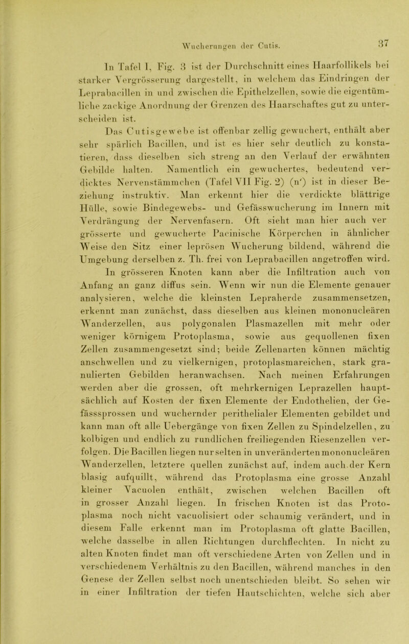 Wucherungen der Cutis. ln Tafel 1, Fig. 3 ist der Durchschnitt eines Haarfollikels bei starker VergrÖsserung dargestellt, in ■welchem das Handlungen der Leprabacillen in und zwischen die Epithelzellen, sowie die eigentüm- liche zackige Anordnung der Grenzen des Haarschaftes gut zu unter- scheiden ist. Das Cutisgewebe ist offenbar zeitig gewuchert, enthält aber sehr spärlich Bacillen, und ist es hier sehr deutlich zu konsta- tieren, dass dieselben sich streng an den Verlauf der erwähnten Gebilde halten. Namentlich ein gewuchertes, bedeutend ver- dicktes Nervenstämmchen (Tafel VII Fig. 2) (n') ist in dieser Be- ziehung instruktiv. Man erkennt hier die verdickte blättrige Hülle, sowie Bindegewebs- und Gefässwucherung im Innern mit Verdrängung der Nervenfasern. Oft sieht man hier auch ver grösserte und gewucherte Pacinische Körperchen in ähnlicher Weise den Sitz einer leprösen Wucherung bildend, während die Umgebung derselben z. Th. frei von Leprabacillen angetroffen wird. In grösseren Knoten kann aber die Infiltration auch von Anfang an ganz diffus sein. Wenn wir nun die Elemente genauer analysieren, welche die kleinsten Lepraherde zusammensetzen, erkennt man zunächst, dass dieselben aus kleinen mononucleären w anderzellen, aus polygonalen Plasmazellen mit mehr oder weniger körnigem Protoplasma, sowie aus gequollenen fixen Zellen zusammengesetzt sind; beide Zellenarten können mächtig anschwellen und zu vielkernigen, protoplasmareichen, stark gra- nulierten Gebilden heranwachsen. Nach meinen Erfahrungen werden aber die grossen, oft mehrkernigen Leprazellen haupt- sächlich auf Kosten der fixen Elemente der Endothelien, der Ge- fässsprossen und wuchernder perithelialer Elementen gebildet und kann man oft alle Uebergänge von fixen Zellen zu Spindelzellen, zu kolbigen und endlich zu rundlichen freiliegenden Riesenzellen ver- folgen. Die Bacillen liegen nur selten in unveränderten mononucleären Wanderzellen, letztere quellen zunächst auf, indem auch, der Kern blasig aufquillt, während das Protoplasma eine grosse Anzahl kleiner Vacuolen enthält, zwischen welchen Bacillen oft in grosser Anzahl liegen. In frischen Knoten ist das Proto- plasma noch nicht vacuolisiert oder schaumig verändert, und in diesem Falle erkennt man im Protoplasma oft glatte Bacillen, welche dasselbe in allen Richtungen durchflechten, ln nicht zu alten Knoten findet man oft verschiedene Arten von Zellen und in verschiedenem Verhältnis zu den Bacillen, während manches in den Genese der Zellen selbst noch unentschieden bleibt. So sehen wir in einer Infiltration der tiefen Hautschichten, welche sich aber