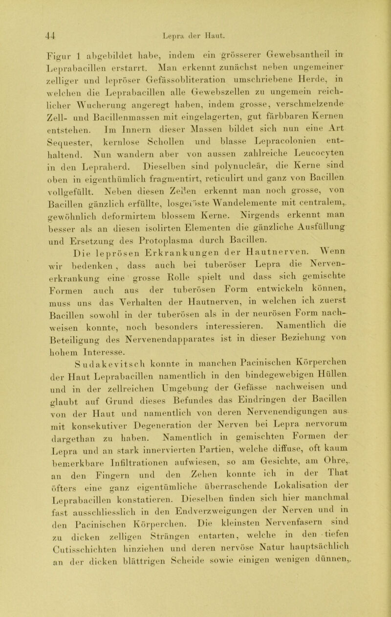 Figur 1 abgebildet habe, indem ein grösserer Gewebsantheil in Leprabacillen erstarrt. Man erkennt zunächst neben ungemeiner zelliger und lepröser Gefässobliteration umschriebene Herde, m welchen die Leprabacillen alle Gewebszellen zu ungemein reich- licher Wucherung angeregt haben, indem grosse, verschmelzende Zell- und Bacillenmassen mit eingelagerten, gut färbbaren Kernen entstehen. Im Innern dieser Massen bildet sich nun eine Art Sequester, kernlose Schollen und blasse Lepracolonien ent- haltend. Nun wandern aber von aussen zahlreiche Leucocyten in den Lepraherd. Dieselben sind polynucleär, die Kerne sind oben in eigentümlich fragmentirt, reticulirt und ganz von Bacillen vollaefüllt. Neben diesen Zeilen erkennt man noch grosse, von o Bacillen gänzlicherfüllte, losgelöste Wandelemente mit centralem, gewöhnlich deformirtem blossem Kerne. Nirgends erkennt man besser als an diesen isolirten Elementen die gänzliche Ausfüllung und Ersetzung des Protoplasma durch Bacillen. Die leprösen Erkrankungen der Hautnerven. Wenn wir bedenken, dass auch bei tuberöser Lepra die Nerven- erkrankung eine grosse Rolle spielt und dass sich gemischte Formen auch aus der tuberösen Form entwickeln können, muss uns das Verhalten der Hautnerven, in welchen ich zuerst Bacillen sowohl in der tuberösen als in der neurösen Form nach- weisen konnte, noch besonders interessieren. Namentlich die Beteiligung des Nervenendapparates ist in dieser Beziehung von hohem Interesse. Sudakevitsch konnte in manchen Pacinischen Körperchen der Flaut Leprabacillen namentlich in den bindegewebigen Hüllen und in der zellreichen Umgebung der Gefässe nacliweisen und glaubt auf Grund dieses Befundes das Emdiingen dei Bai dien von der Haut und namentlich von deren Nervenendigungen aus- mit konsekutiver Degeneration der Nerven bei Lepra nervorum dareethan zu haben. Namentlich in gemischten Formen der o _ Lepra und an stark innervierten Partien, welche diffuse, oft kaum bemerkbare Infiltrationen aufwiesen, so am Gesichte, am Olne,. an den Fingern und den Zehen konnte ich in der I hat öfters eine ganz eigentümliche überraschende Lokalisation der Leprabacillen konstatieren. Dieselben finden sich hier manchmal fast ausschliesslich in den Endverzweigungen der Nerven und in den Pacinischen Körperchen. Die kleinsten Nervenfasern sind zu dicken zelligen Strängen entarten, welche in den tiefen Cutisschichten hinziehen und deren nervöse Natur hauptsächlich an der dicken blättrigen Scheide sowie einigen wenigen dünnen,.