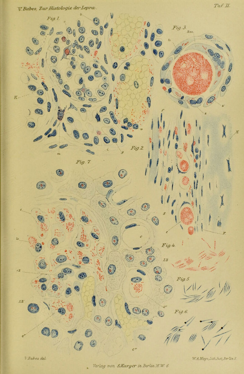 Taf.JI. VBaJbes del WA. Meyn.J, Weihst, 3er- lin S *