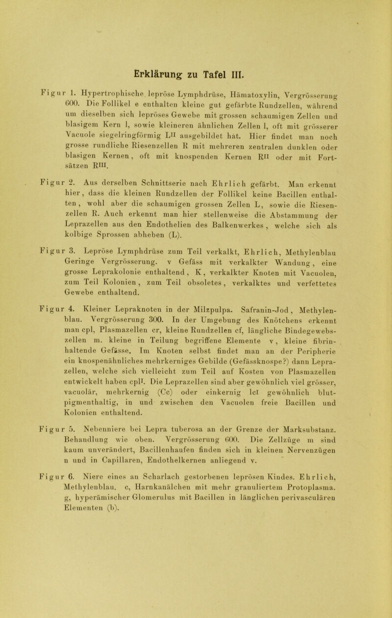 Mg ur 1. Hypertrophische lepröse Lymphdrüse, Hämatoxylin, Vergrösserung 000. Die Follikel e enthalten kleine gut gefärbte Rundzellen, während um dieselben sich lepröses Gewebe mit grossen schaumigen Zellen und blasigem Kern 1, sowie kleineren ähnlichen Zellen 1, oft mit grösserer \ acuole siegelringförmig LH ausgebildet hat. Hier findet man noch grosse rundliche Riesenzellen R mit mehreren zentralen dunklen oder blasigen Kernen, oft mit knospenden Kernen RH oder mit Fort- sätzen Rin. Figur 2. Aus derselben Schnittserie nach Ehrlich gefärbt. Man erkennt hier, dass die kleinen Rundzellen der Follikel keine Bacillen enthal- ten, wohl aber die schaumigen grossen Zellen L, sowie die Riesen- zellen R. Auch erkennt man hier stellenweise die Abstammung der Leprazellen aus den Endothelien des Balkenwerkes , welche sich als kolbige Sprossen abheben (L). Figur 3. Lepröse Lymphdrüse zum Teil verkalkt, Ehrlich, Methylenblau Geringe Vergrösserung. v Gefäss mit verkalkter Wandung, eine grosse Leprakolonie enthaltend, K, verkalkter Knoten mit Vacuolen, zum Teil Kolonien, zum Teil obsoletes, verkalktes und verfettetes Gewebe enthaltend. Figur 4. Kleiner Lepraknoten in der Milzpulpa. Safranin-Jod , Methylen- blau. Vergrösserung 300. In der Umgebung des Knötchens erkennt man cpl, Plasmazellen er, kleine Rundzellen cf, längliche Bindegewebs- zellen m. kleine in Teilung begriffene Elemente v, kleine fibrin- haltende Gefässe. Im Knoten selbst findet man an der Peripherie ein knospenähnliches mehrkerniges Gebilde (Gefässknospe?) dann Lepra- zellen, welche sich vielleicht zum Teil auf Kosten von Plasmazellen entwickelt haben cpP. Die Leprazellen sind aber gewöhnlich viel grösser, vaeuolär, mehrkernig (Cc) oder einkernig lcl gewöhnlich blut- pigmenthaltig, in und zwischen den Vacuolen freie Bacillen und Kolonien enthaltend. Figur 5. Nebenniere bei Lepra tuberosa an der Grenze der Marksubstanz. Behandlung wie oben. Vergrösserung 600. Die Zellzüge m sind kaum unverändert, Bacillenhaufen finden sich in kleinen Nervenzüsren n und in Capillaren, Endothelkernen anliegend v. Figur 6. Niere eines an Scharlach gestorbenen leprösen Kindes. Ehrlich, Methylenblau, c, Harnkanälchen mit mehr granuliertem Protoplasma, g, hyperämischer Glomerulus mit Bacillen in länglichen perivaseulären Elementen (b).