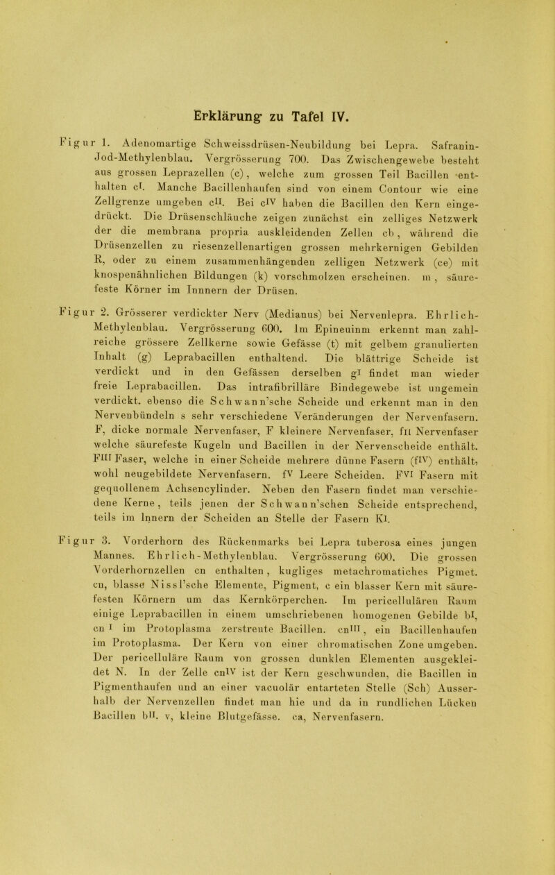 ur 1. Adenomartige Schweissdrüsen-Neubildung bei Lepra. Safranin- Jod-Methylenblau. Yergrösserung 700. Das Zwischengewebe besteht aus grossen Leprazellen (c), welche zum grossen Teil Bacillen ent- halten ch Manche Bacillenhaufen sind von einem Contour wie eine Zellgrenze umgeben cM Bei clV haben die Bacillen den Kern einge- drückt. Die Drüsenschläuche zeigen zunächst ein zelliges Netzwerk der die membrana propria auskleidenden Zellen cb , während die Drüsenzellen zu riesenzellenartigen grossen mehrkernigen Gebilden R, oder zu einem zusammenhängenden zelligen Netzwerk (ce) mit knospenähnlichen Bildungen (k) vorschmolzen erscheinen, m , säure- feste Körner im Innnern der Drüsen. ur 2. Grösserer verdickter Nerv (Medianus) bei Nervenlepra. Ehrlich- Methylenblau. Yergrösserung 600. Im Epineuinm erkennt man zahl- reiche grössere Zellkerne sowie Gefässe (t) mit gelbem granulierten Inhalt (g) Leprabacillen enthaltend. Die blättrige Scheide ist verdickt und in den Gelassen derselben gl findet man wieder freie Leprabacillen. Das intrafibrilläre Bindegewebe ist ungemein verdickt, ebenso die Schwann’sche Scheide und erkennt man in den Nervenbündeln s sehr verschiedene Veränderungen der Nervenfasern. F, dicke normale Nervenfaser, F kleinere Nervenfaser, fn Nervenfaser welche säurefeste Kugeln und Bacillen in der Nervenscheide enthält. Fin Faser, welche in einer Scheide mehrere dünne Fasern (flV) enthält? wohl neugebildete Nervenfasern. fV Leere Scheiden. F^I Fasern mit gequollenem Achsencylinder. Neben den Fasern findet man verschie- dene Kerne, teils jenen der Schwan n’schen Scheide entsprechend, teils im Innern der Scheiden an Stelle der Fasern Kl. ur 3. Vorderhorn des Rückenmarks bei Lepra tuberosa eines jungen Mannes. Ehrlich-Methylenblau. Yergrösserung 600. Die grossen Yorderhornzellen cn enthalten, kugliges metachromatiches Pigmet. cu, blasse Nissl’sche Elemente, Pigment, c ein blasser Kern mit säure- festen Körnern um das Kernkörperchen. Im pericellulären Raum einige Leprabacillen in einem umschriebenen homogenen Gebilde bl, cn I im Protoplasma zerstreute Bacillen, cn^l, ein Bacillenhaufen iin Protoplasma. Der Kern von einer chromatischen Zone umgeben. Der pericelluläre Raum von grossen dunklen Elementen ausgeklei- det N. In der Zelle cniv ist der Kern geschwunden, die Bacillen in Pi gmenthauten und an einer vacuolär entarteten Stelle (Sch) Ausser- halb der Nervenzellen findet man hie und da in rundlichen Lücken Bacillen blh v, kleine Blutgefässe, ca, Nervenfasern.
