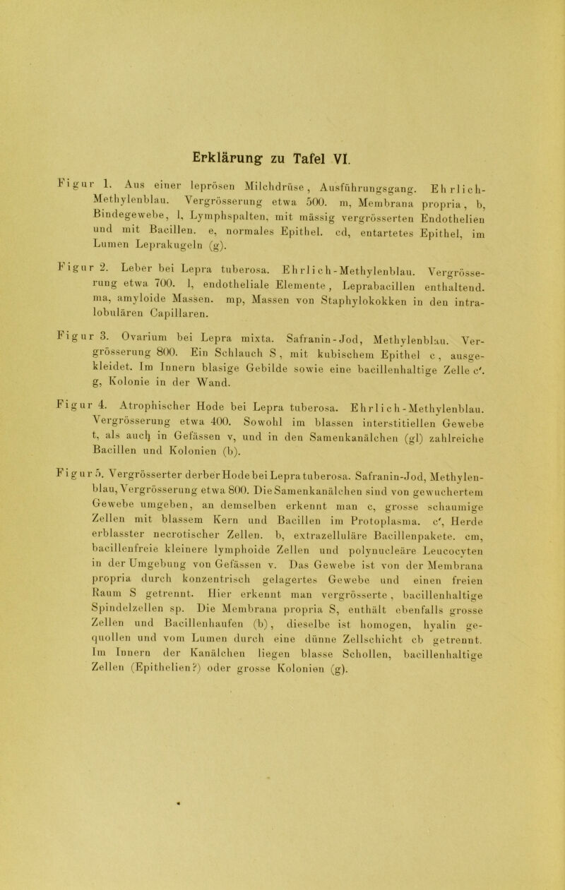 b i g u i 1. Aus einer leprösen Milchdrüse, Ausführungsgang. Ehrlich- Methylenblau. Vergrösserung etwa 500. m, Membrana propria, b, Bindegewebe, l. Lymphspalten, mit massig vergrüsserten Endothelien und mit Bacillen, e, normales Epithel, cd, entartetes Epithel, im Lumen Leprakugeln (g). h igui 2. Leber bei Lepra tuberosa. Ehrlich-Methylenblau, rang etwa 700. 1, endotheliale Elemente , Leprabacillen ma, amyloide Massen, mp, Massen von Staphylokokken in lobulären Capillaren. Vergrösse- enthaltend. den intra- Fi g ur 3. Ovarium bei Lepra mixta. Safranin-Jod, Methylenblau. Ver- giössei ung 800. Ein Schlauch 8 , mit kubischem Epithel c , ausge- kleidet. Im Innern blasige Gebilde sowie eine bacillenhaltige Zelle cy. g, Kolonie in der Wand. Eigur 4. Atrophischer Hode bei Lepra tuberosa. Ehrli ch-Methylenblau. Vergrösserung etwa 400. Sowohl im blassen interstitiellen Gewebe t, als auch in Gelassen v, und in den Samenkanälchen (gl) zahlreiche Bacillen und Kolonien (b). Figur 5. Vergrösserter derberHodebeiLepratuberosa. Safranin-Jod, Methylen- blau, V ergrösserung etwa 800. Die Samenkanälchen sind von gewuchertem Gewebe umgeben, an demselben erkennt man c, grosse schaumige Zellen mit blassem Kern und Bacillen im Protoplasma, c', Herde erblasster necrotischer Zellen, b, extrazelluläre Bacillenpakete, cm, bacillentreie kleinere lymphoide Zellen und polynucleäre Leucocyten in der Umgebung von Gefässen v. Das Gewebe ist von der Membrana propria durch konzentrisch gelagertes Gewebe und einen freien Kaum S getrennt. Hier erkennt man vergrösserte , bacillenhaltige Spindelzellen sp. Die Membrana propria S, enthält ebenfalls grosse Zellen und Bacillenhaufen (b), dieselbe ist homogen, hyalin ge- quollen und vom Lumen durch eine dünne Zellschicht cb getrennt. Im Innern der Kanälchen liegen blasse Schollen, bacillenhaltige Zellen (Epitlielien ?) oder grosse Kolonien (g).